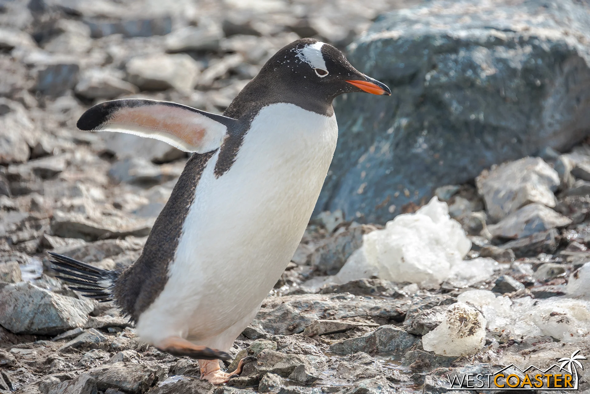 Gentoos have fan tails and black heads with white patches around the eyes.