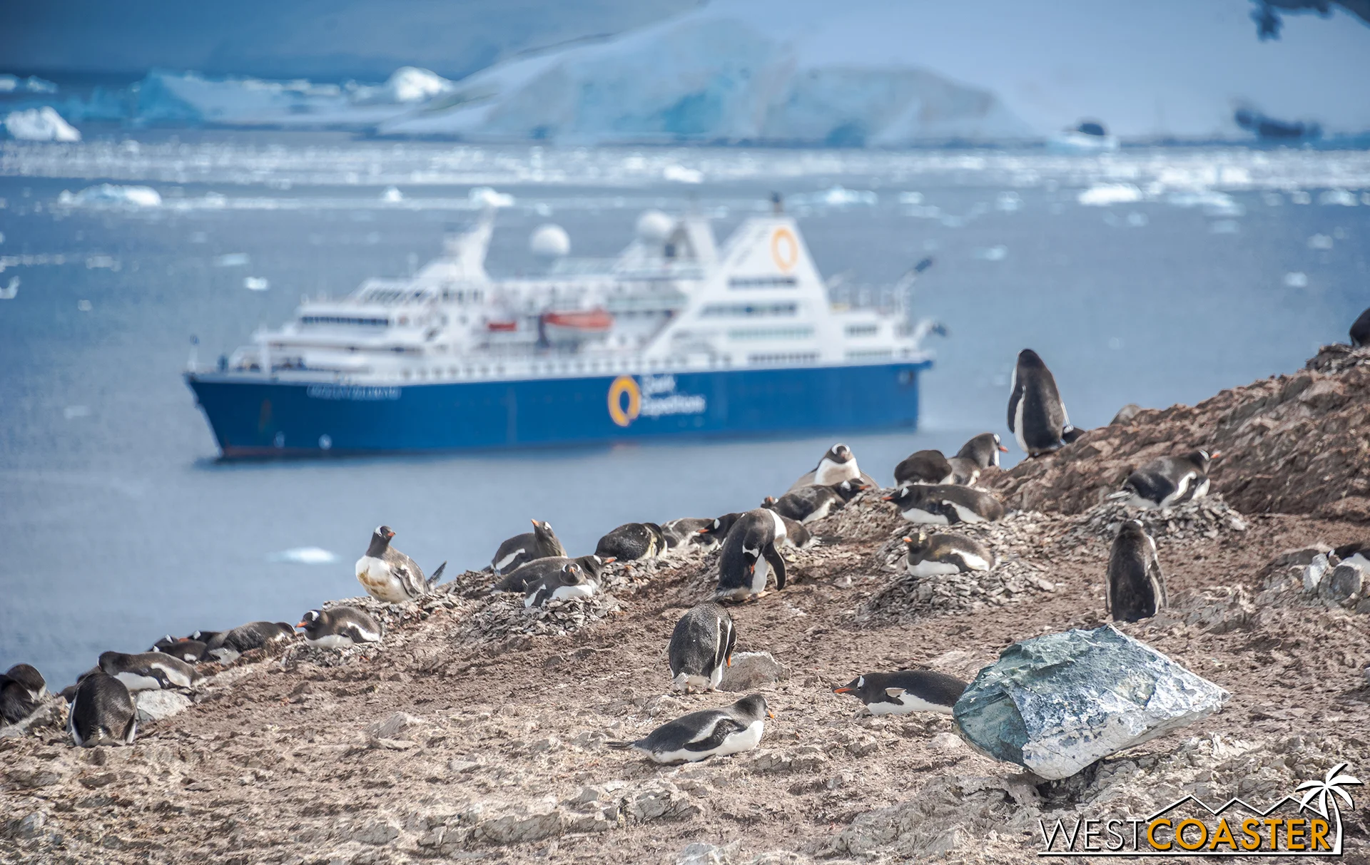 The Ocean Diamond forms a fine backdrop for gentoo penguins in a colony higher up on Danco Island.