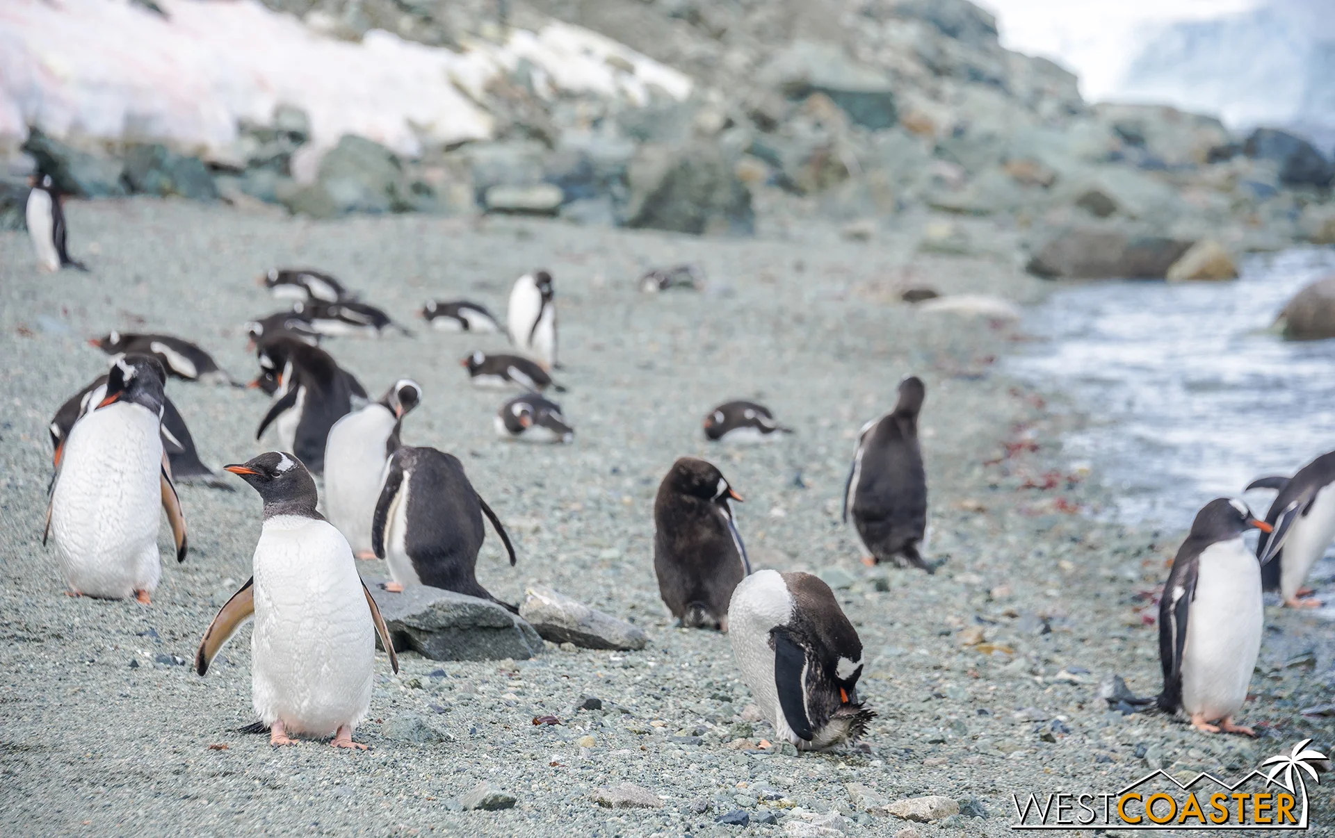 The island has a pretty plentiful population of gentoos.