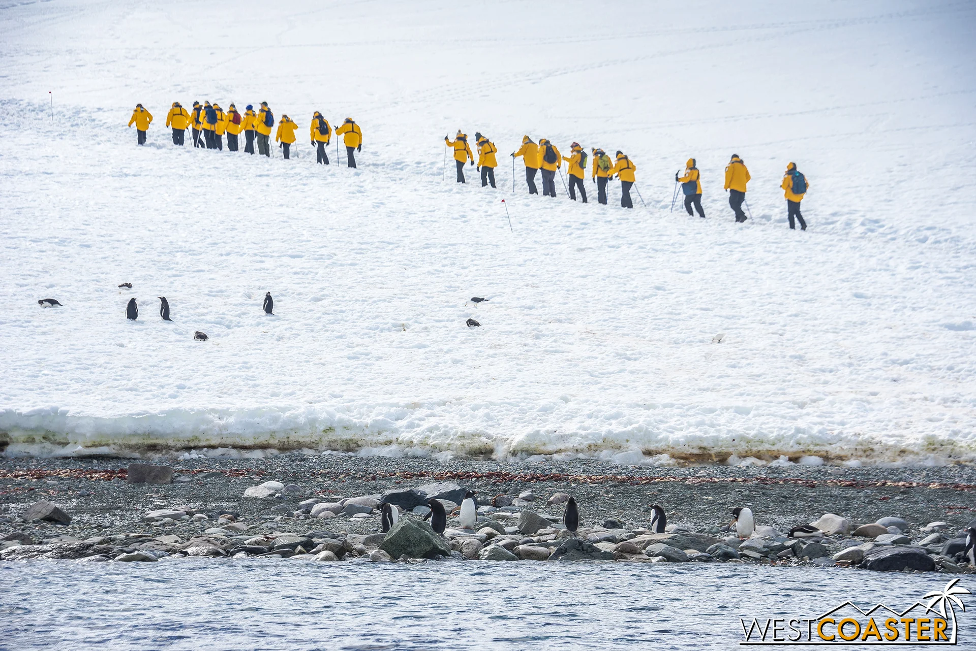 Gentoo penguins cluster on the beach, while other expedition members head uphill.