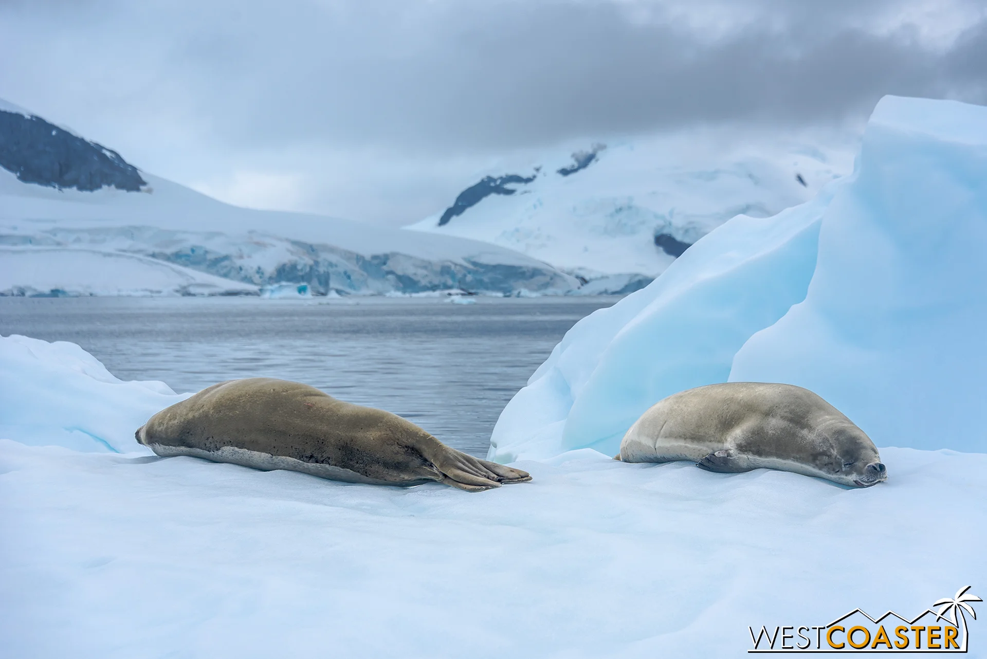 A pair of crabeater seals sleeping on the ice.