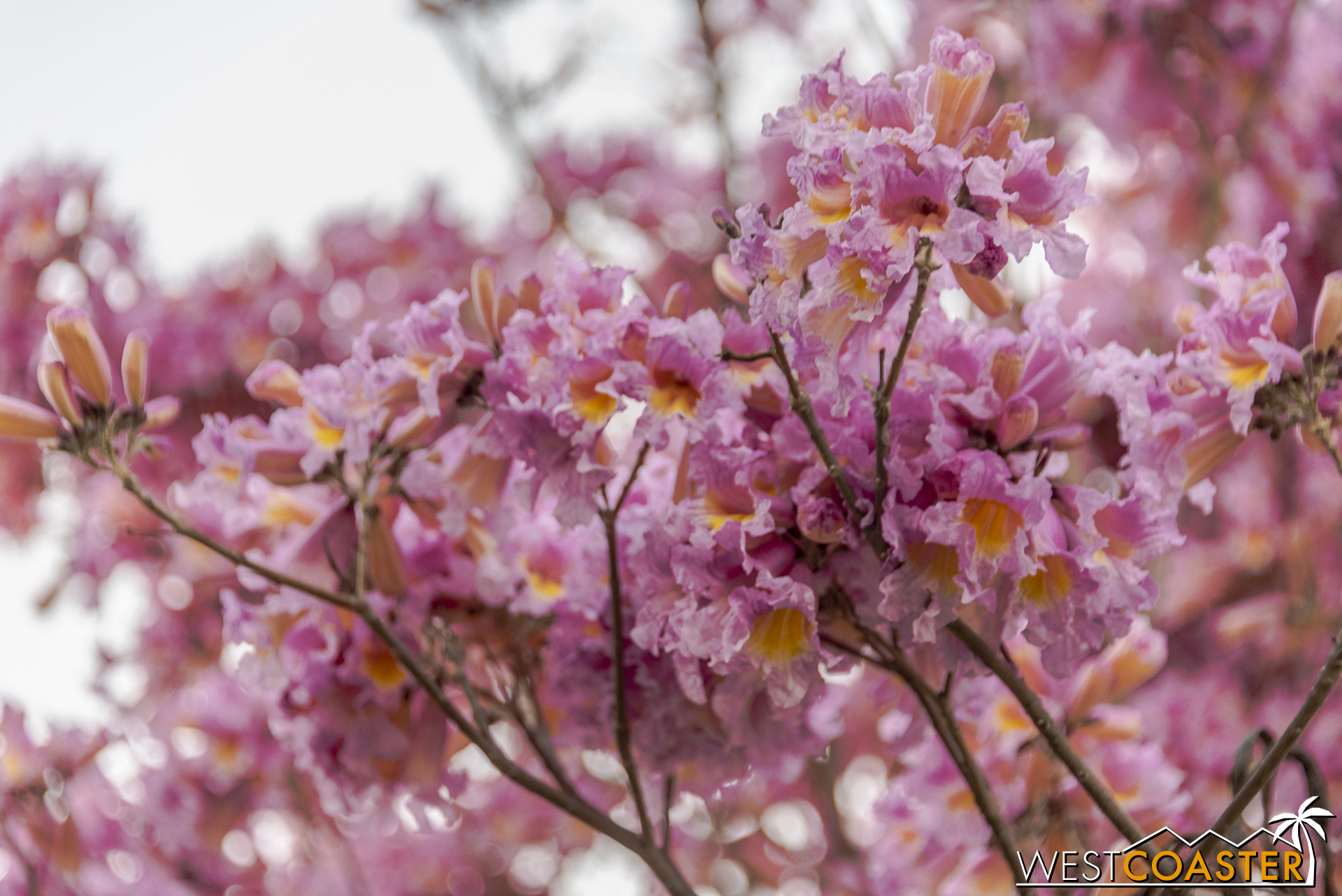 I love those beautiful pinks.