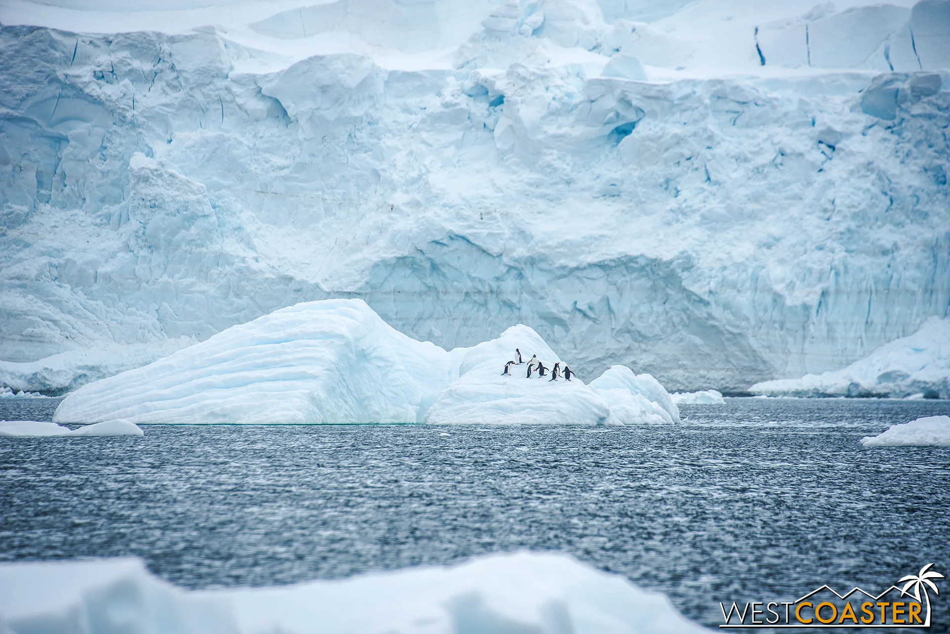 Some penguins call an iceberg home.