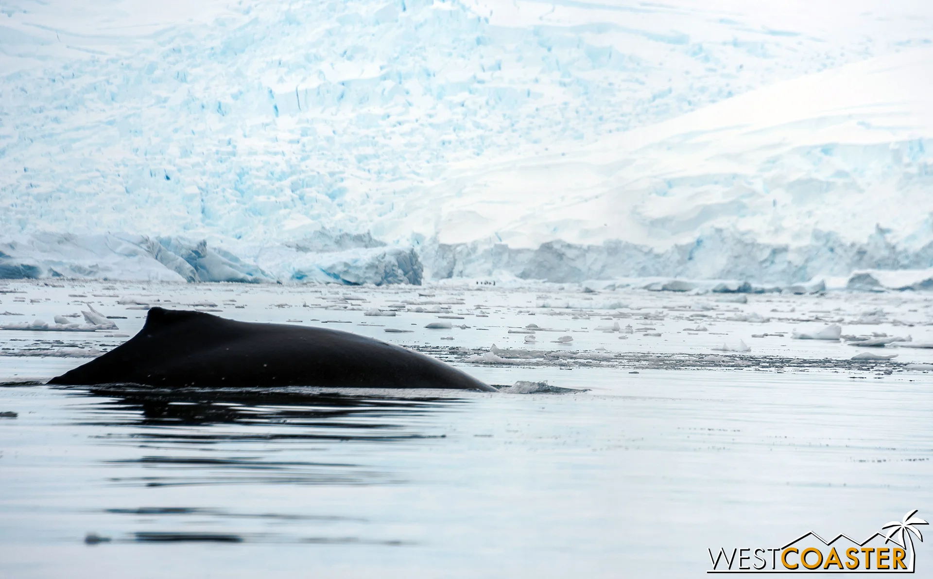 Close-up of a humpback dorsal fin cutting through the water.