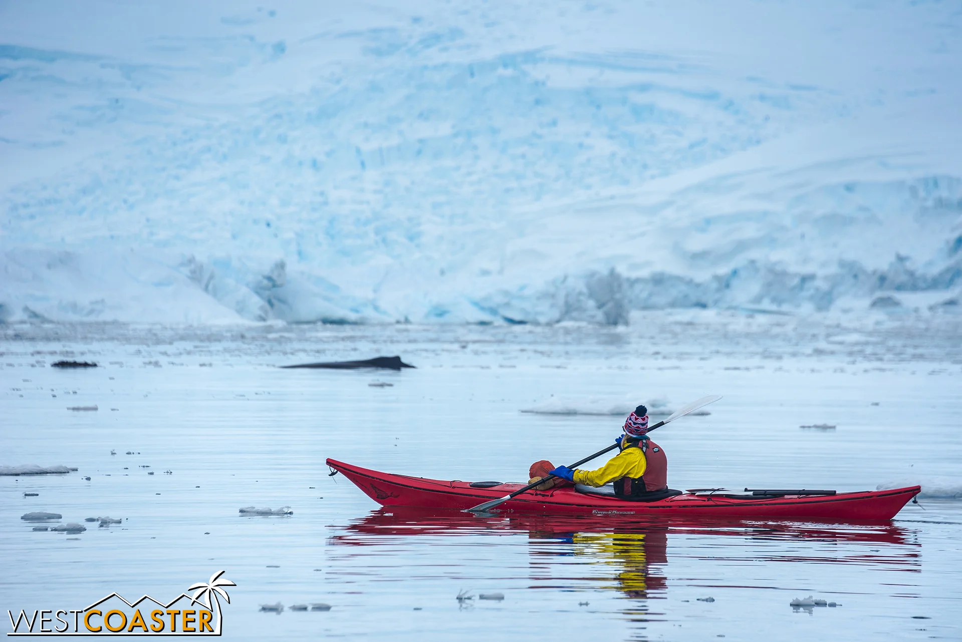 A kayaker gets a closer view of a pair of humpbacks. Experiences like this make the steep $1000 upcharge for kayaking (covering the entire trip) much more worth it!
