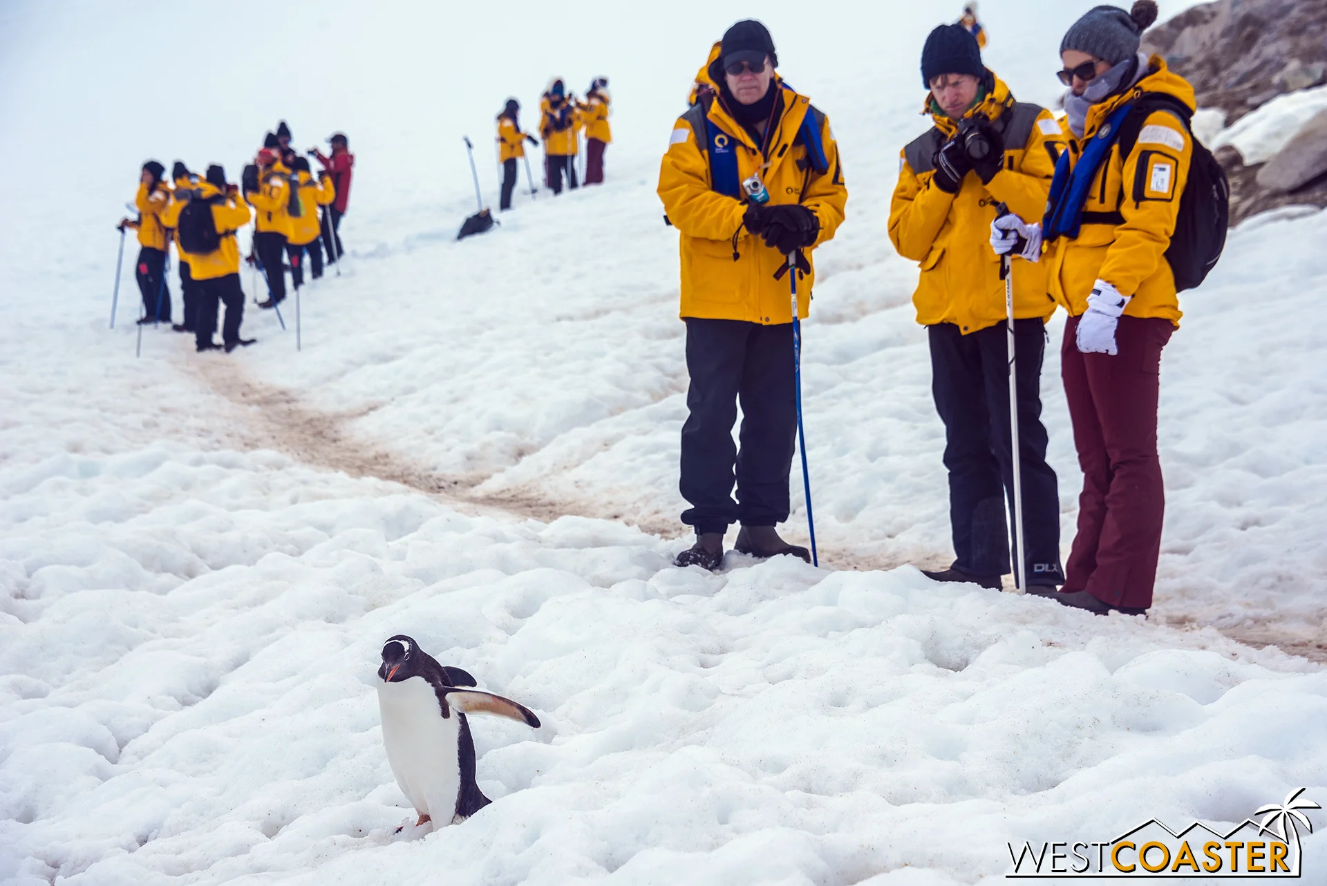 Fellow excursion goers observe a penguin on its way downhill.