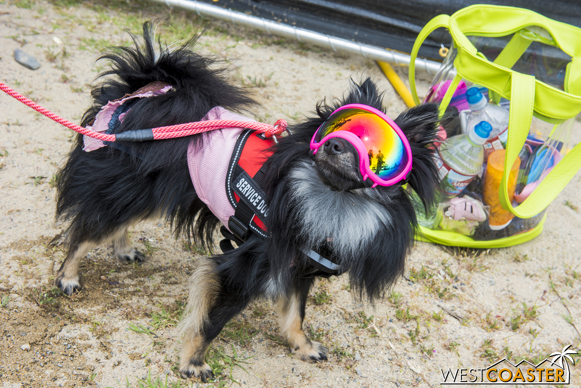  Even furry, four-legged creatures got into some of the celebratory spirit. 