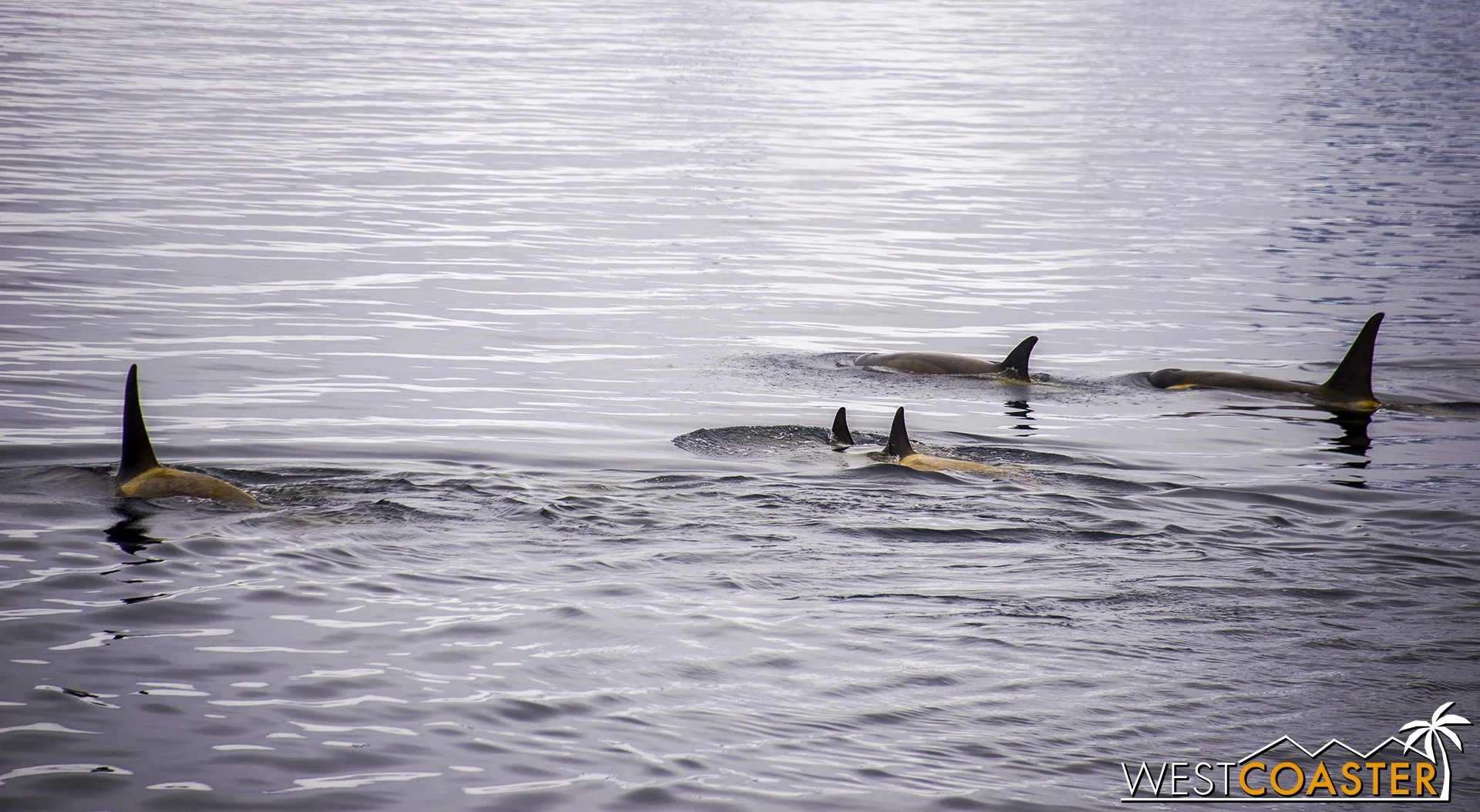 The trademark dorsal fin of killer whales.