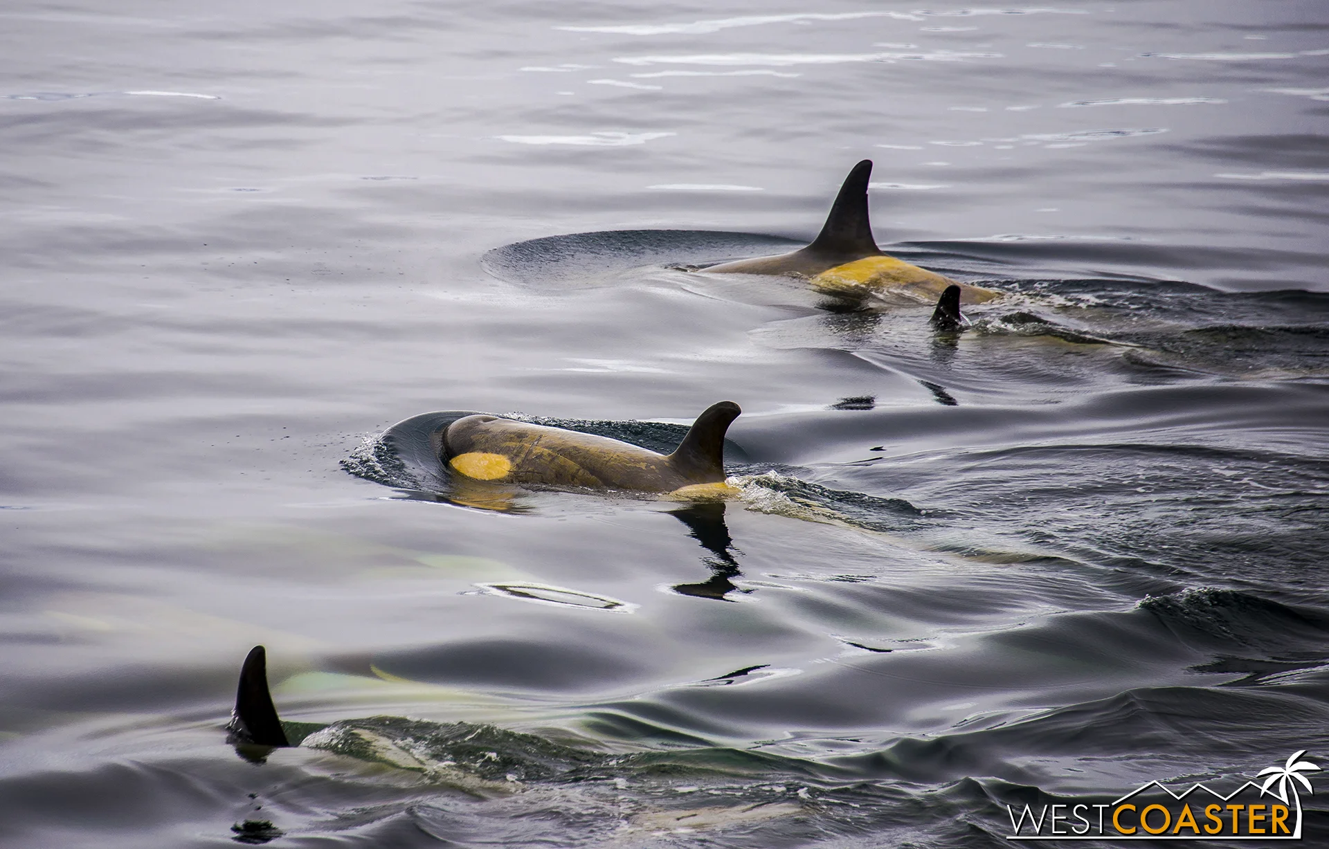 Orcas in Antarctica are more black and yellow (black and yellow) than black and white. The coloring is due to an algal growth on their skin while they're in Antarctic waters.
