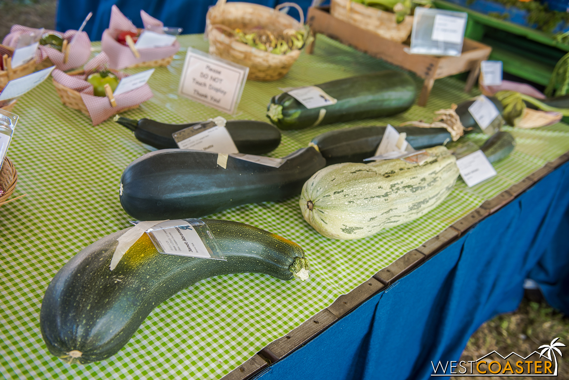  Biggest zucchini?  Check. 