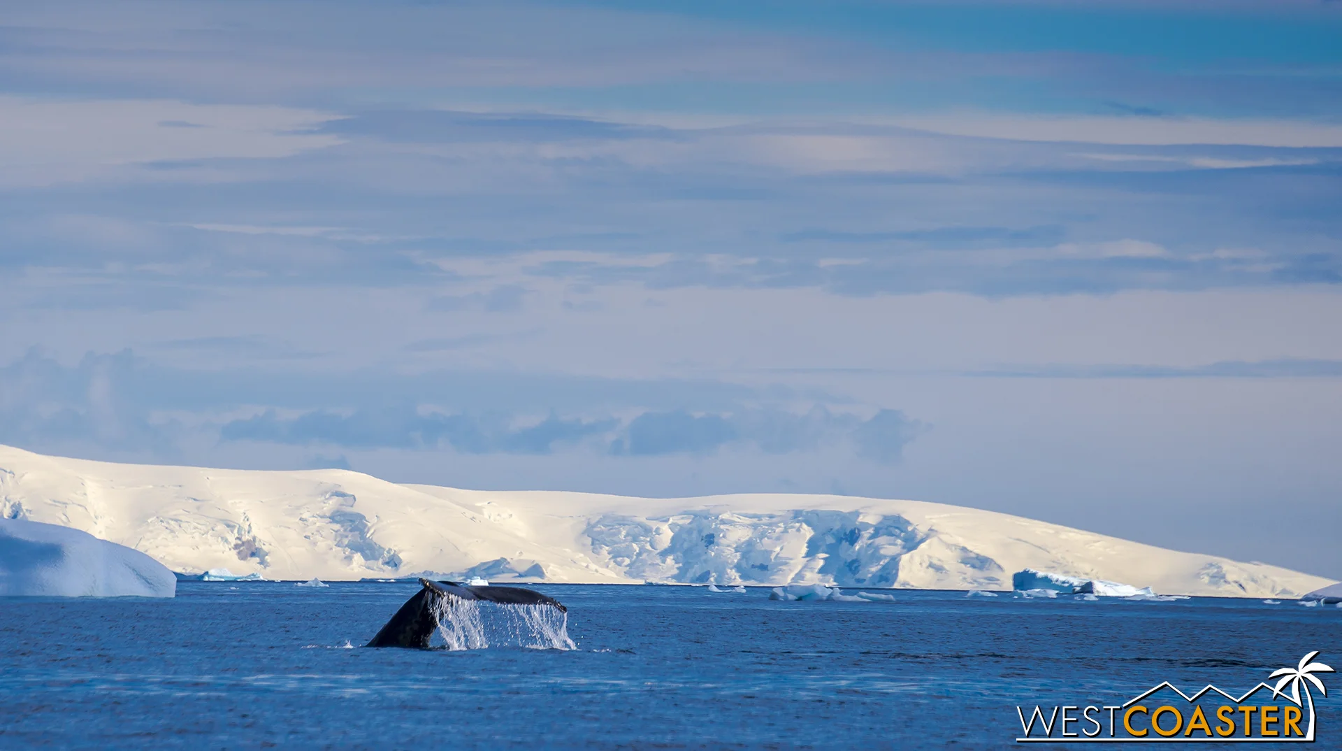 A fluking whale, tail up and everything.