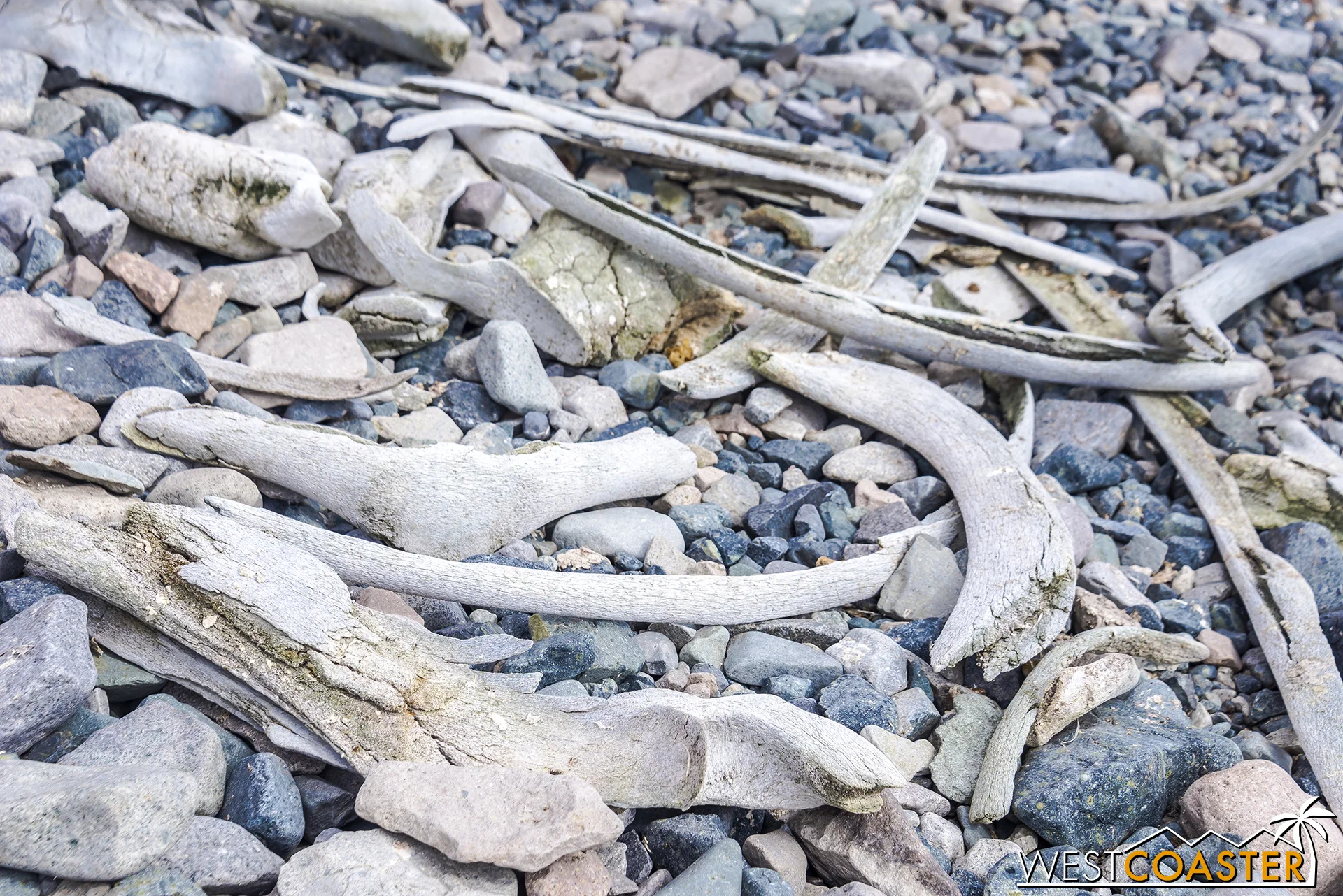 Whalebones are scattered among the rocks of the coast.