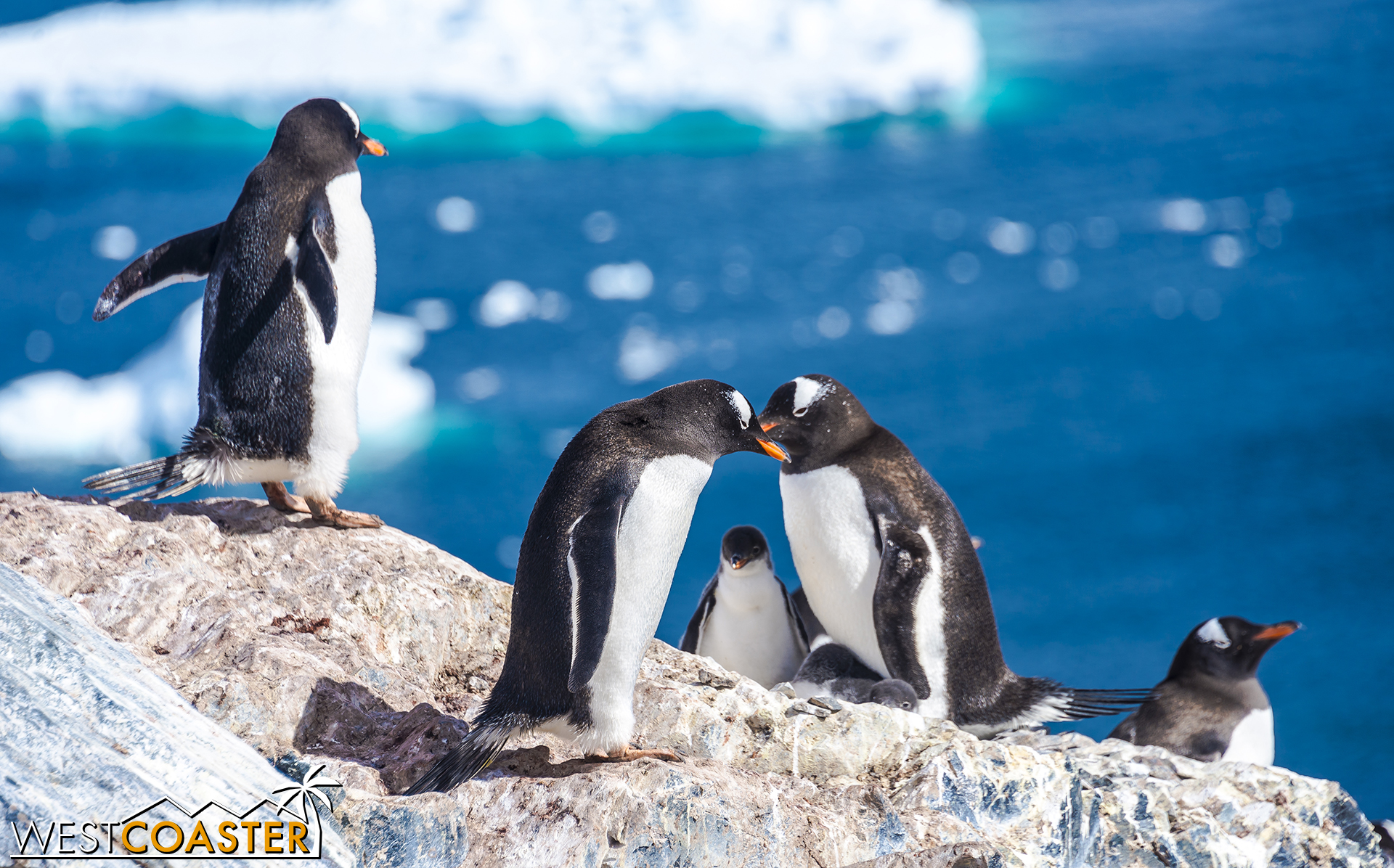 Two penguin parents share a loving moment while framing their chick.