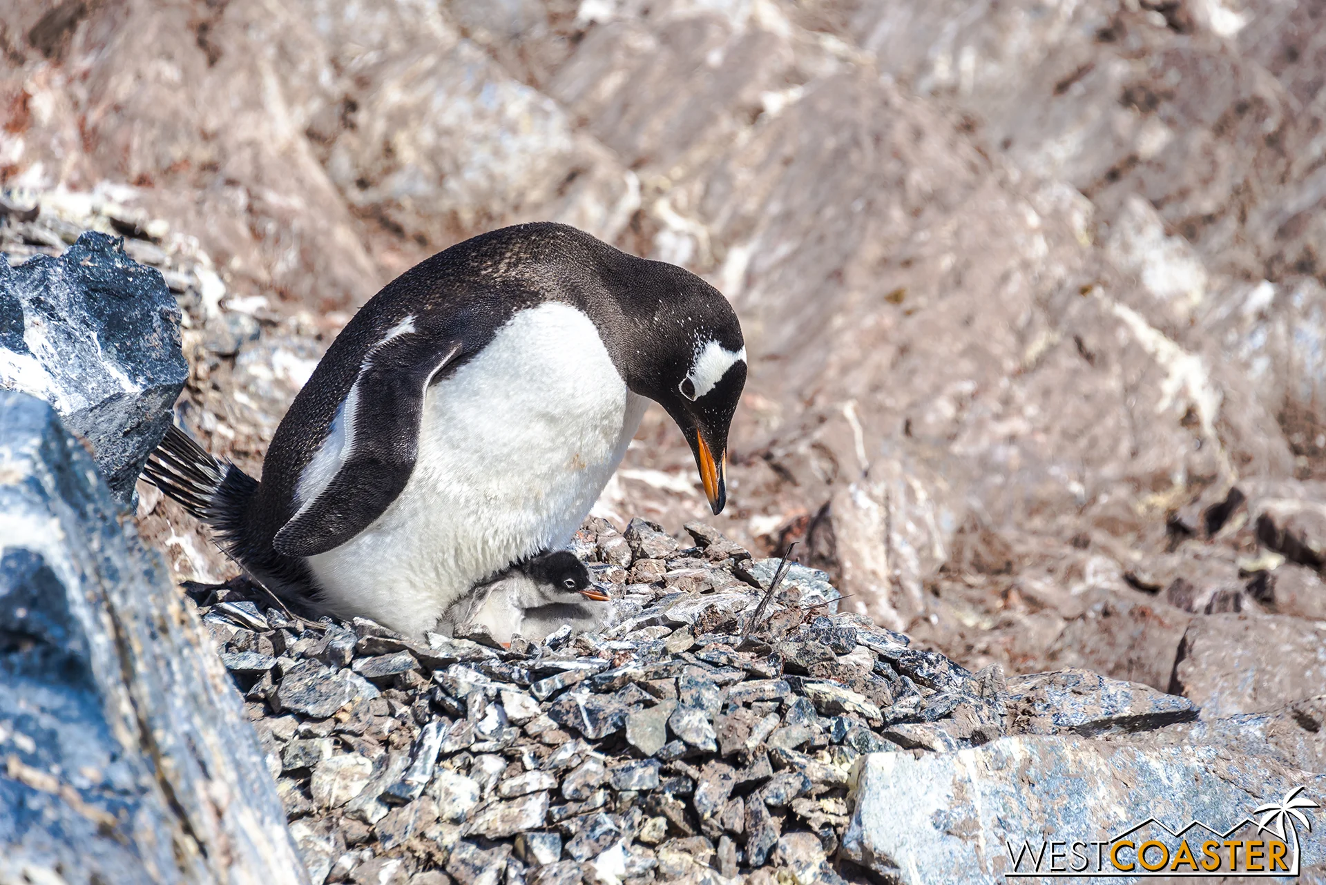 Another penguin nurses a younger chick.