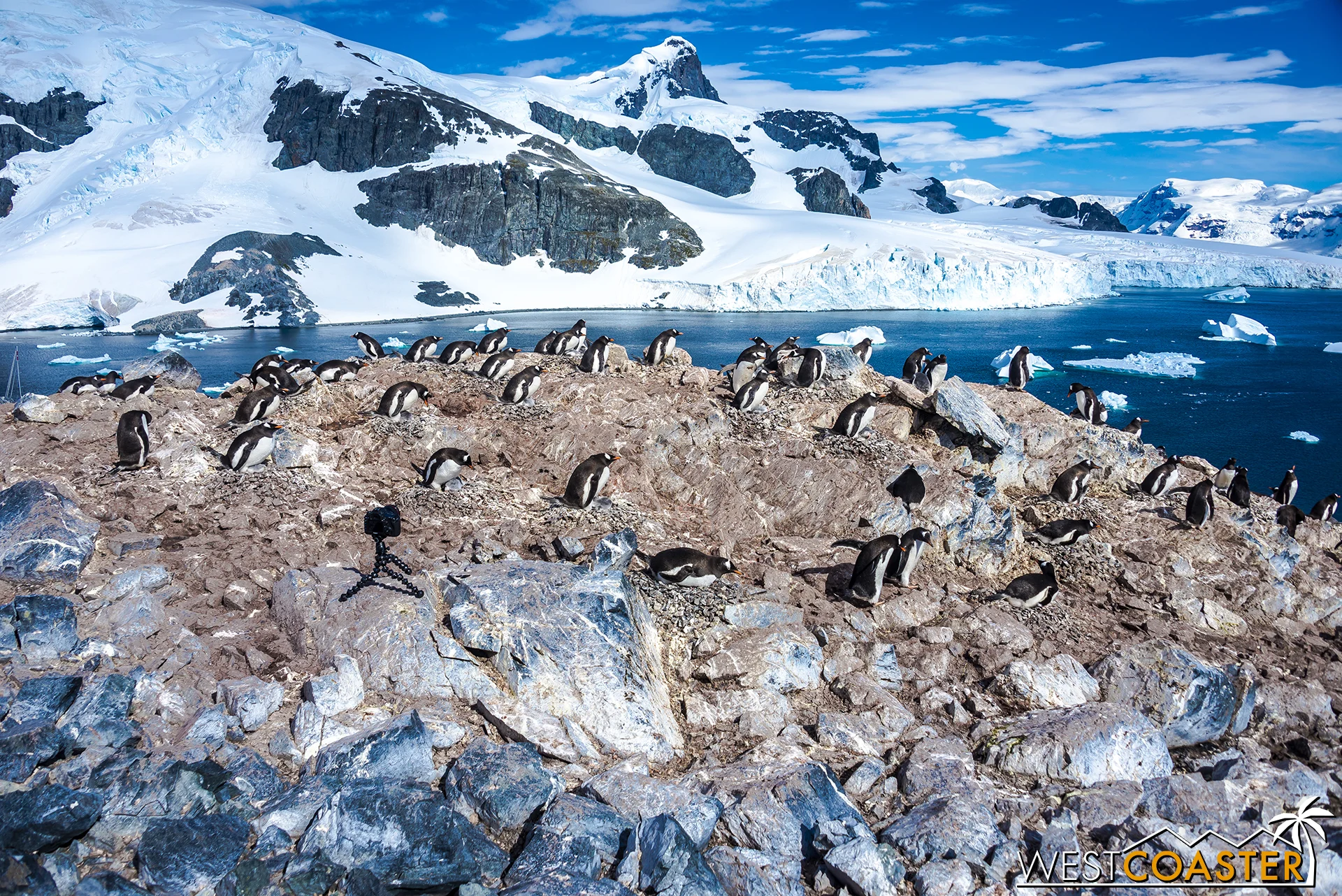 Plenty of penguins are gathered around.