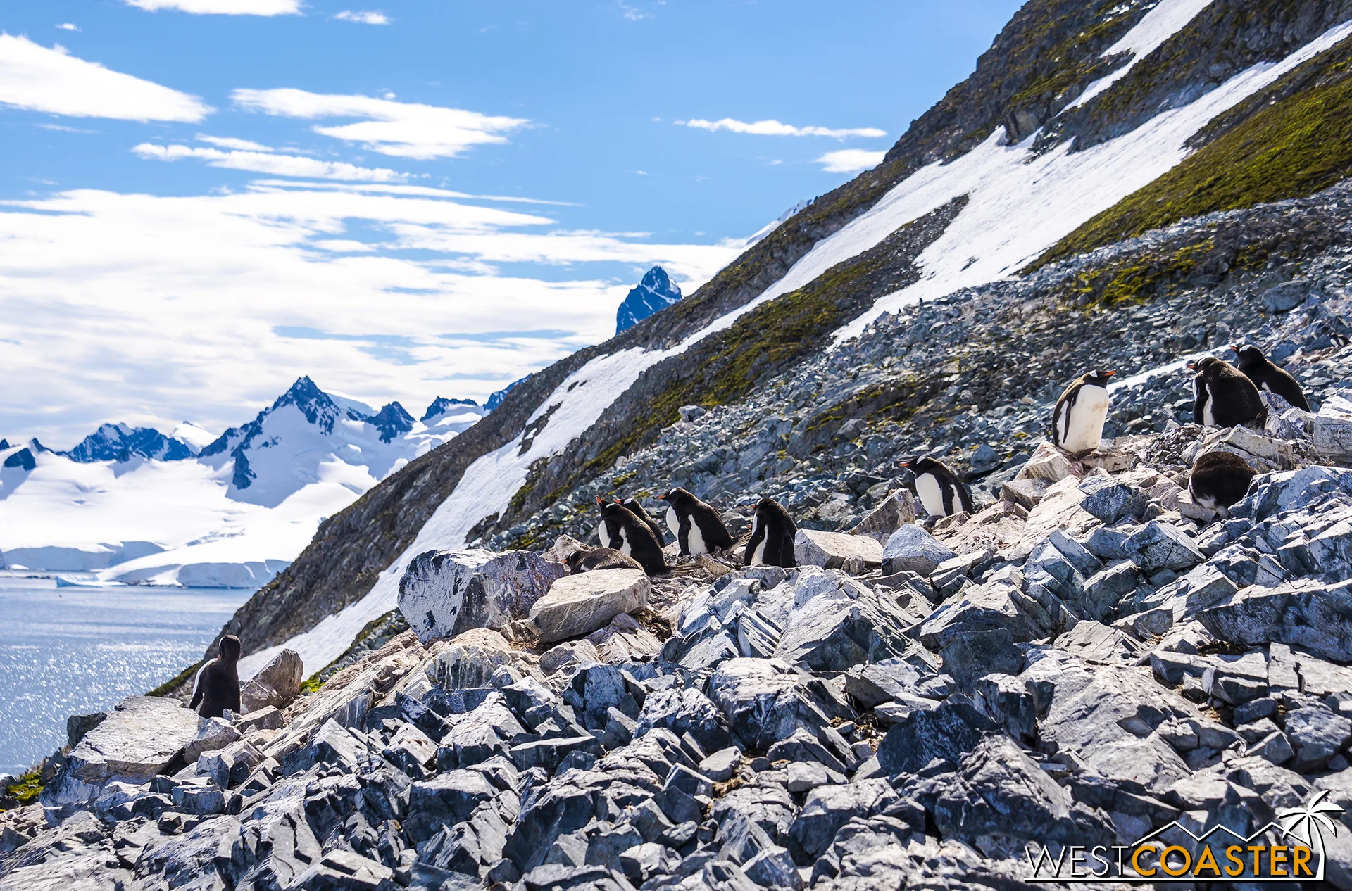More penguin photos on this beautiful day.