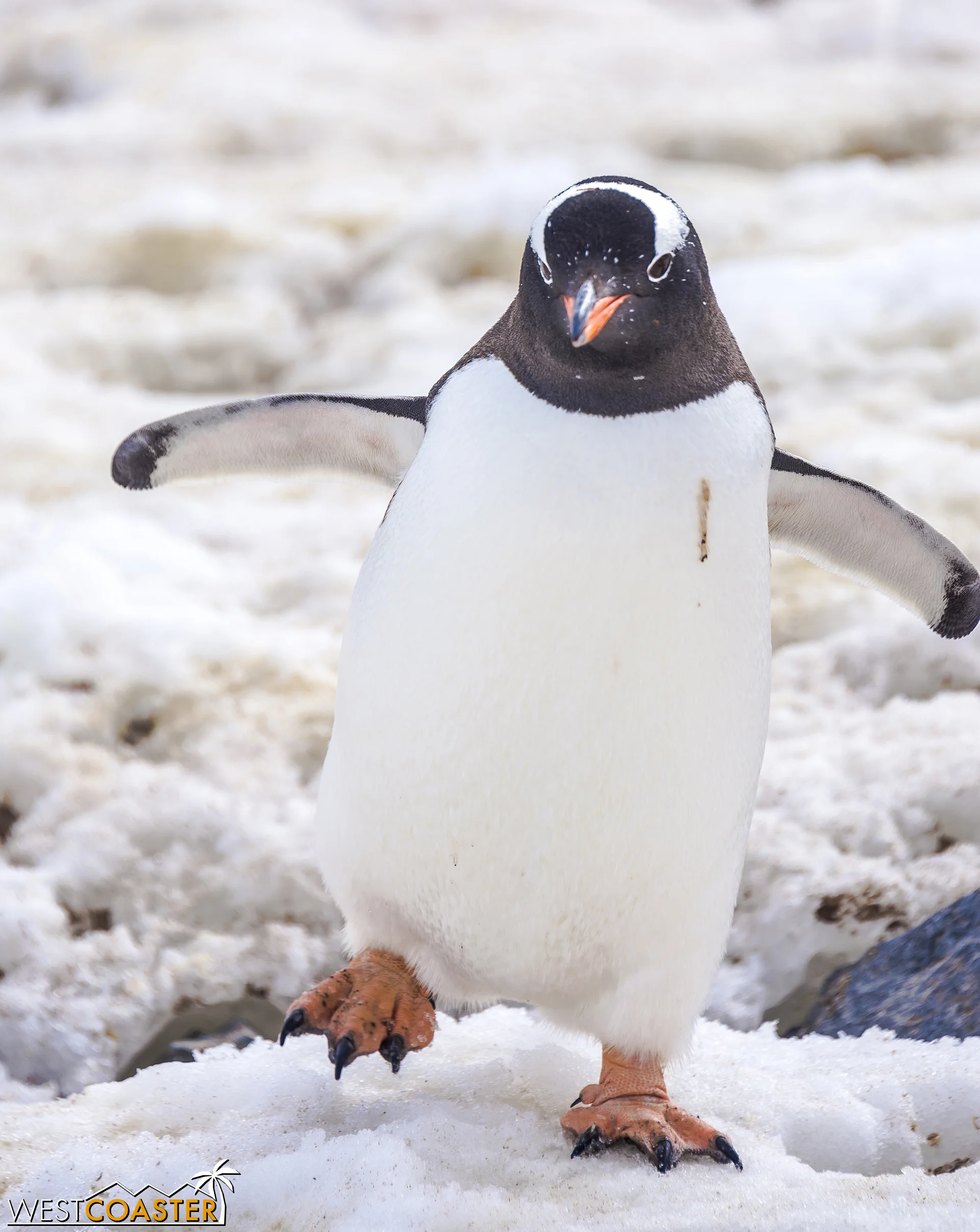 One never tires of penguins in Antarctica. It just isn't a thing.