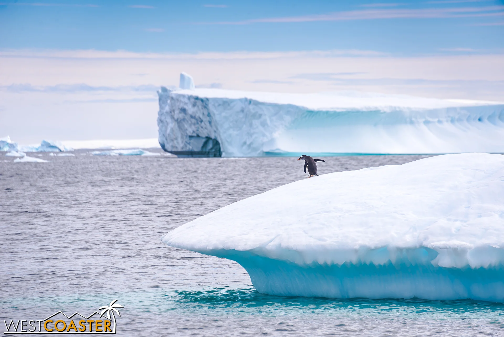 Catching a penguin trying to gracefully dive into the water...