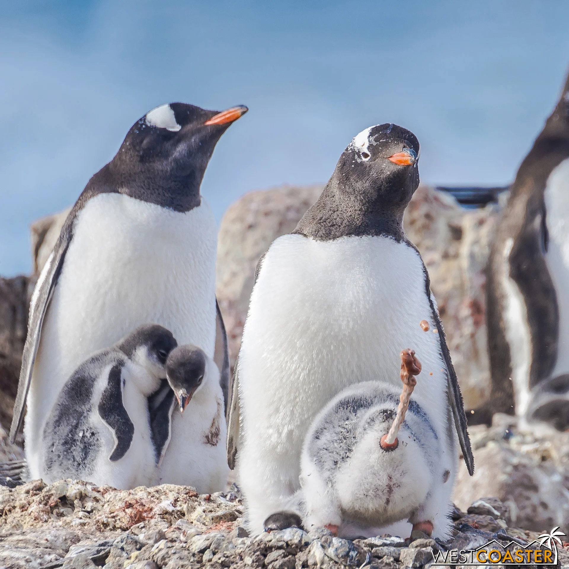 Nope. It’s a penguin chick unabashedly bending over and letting fly a streaming glop of poo!