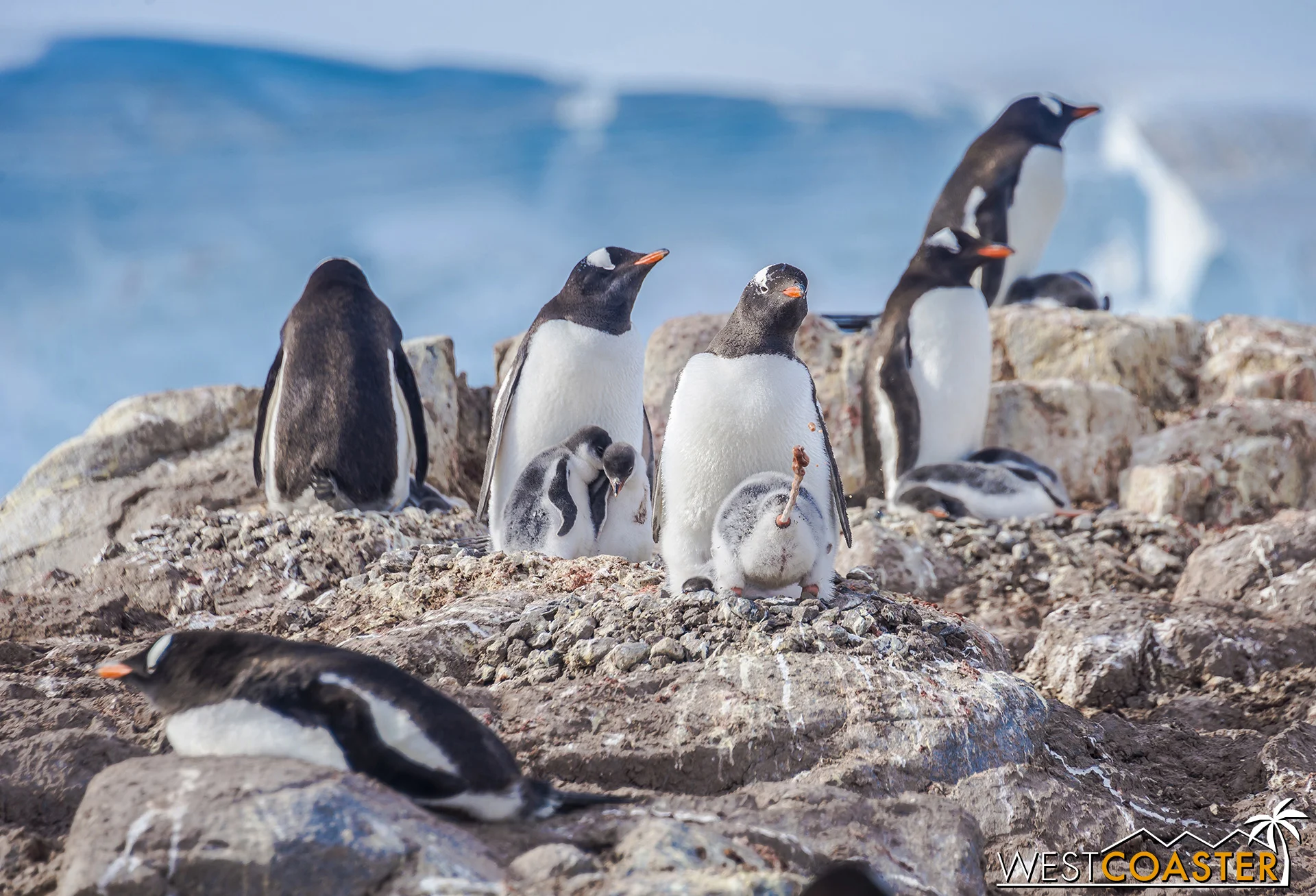 What a lovely photo of a group of penguins, but wait a minute…