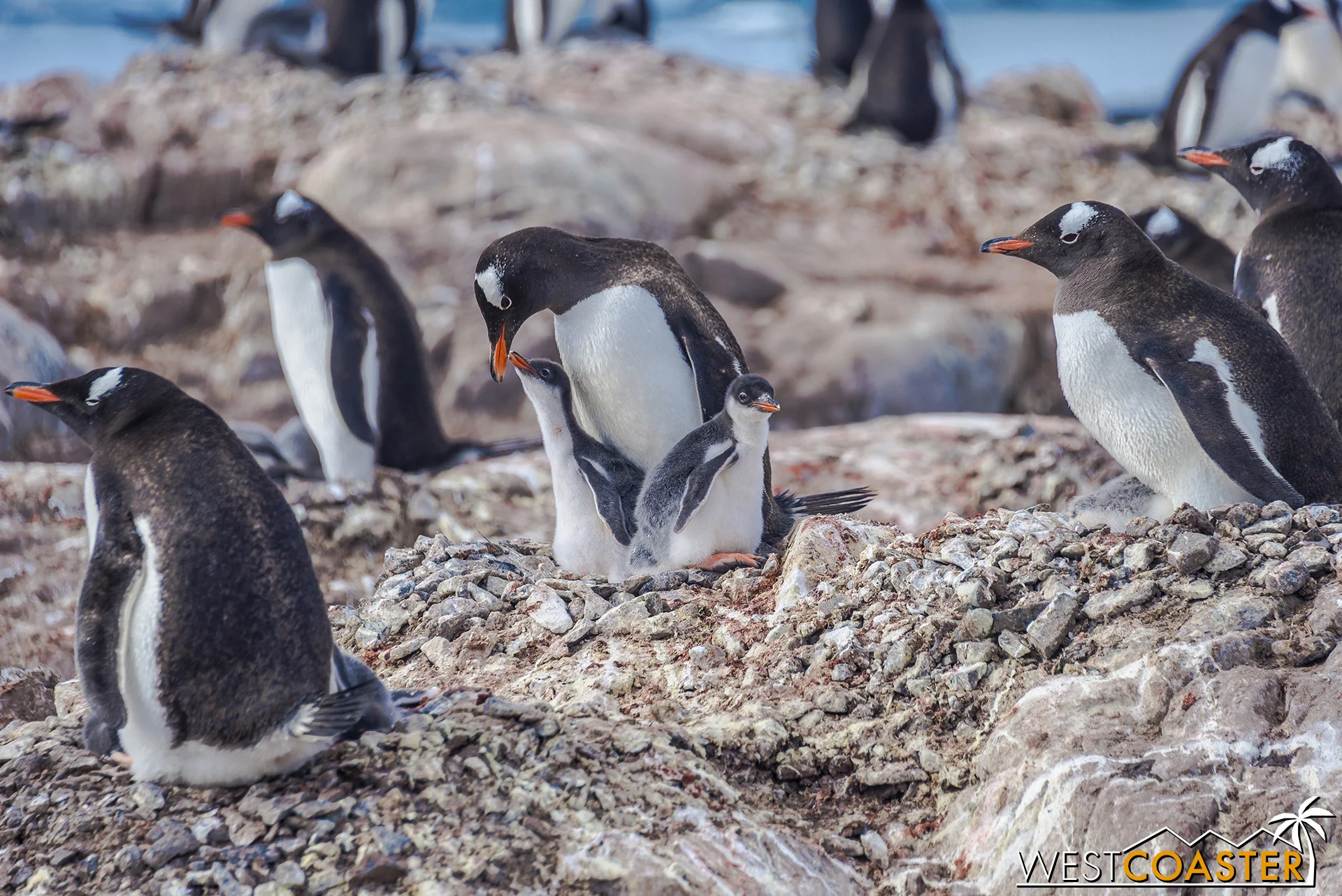 And lovable penguin chicks too!!