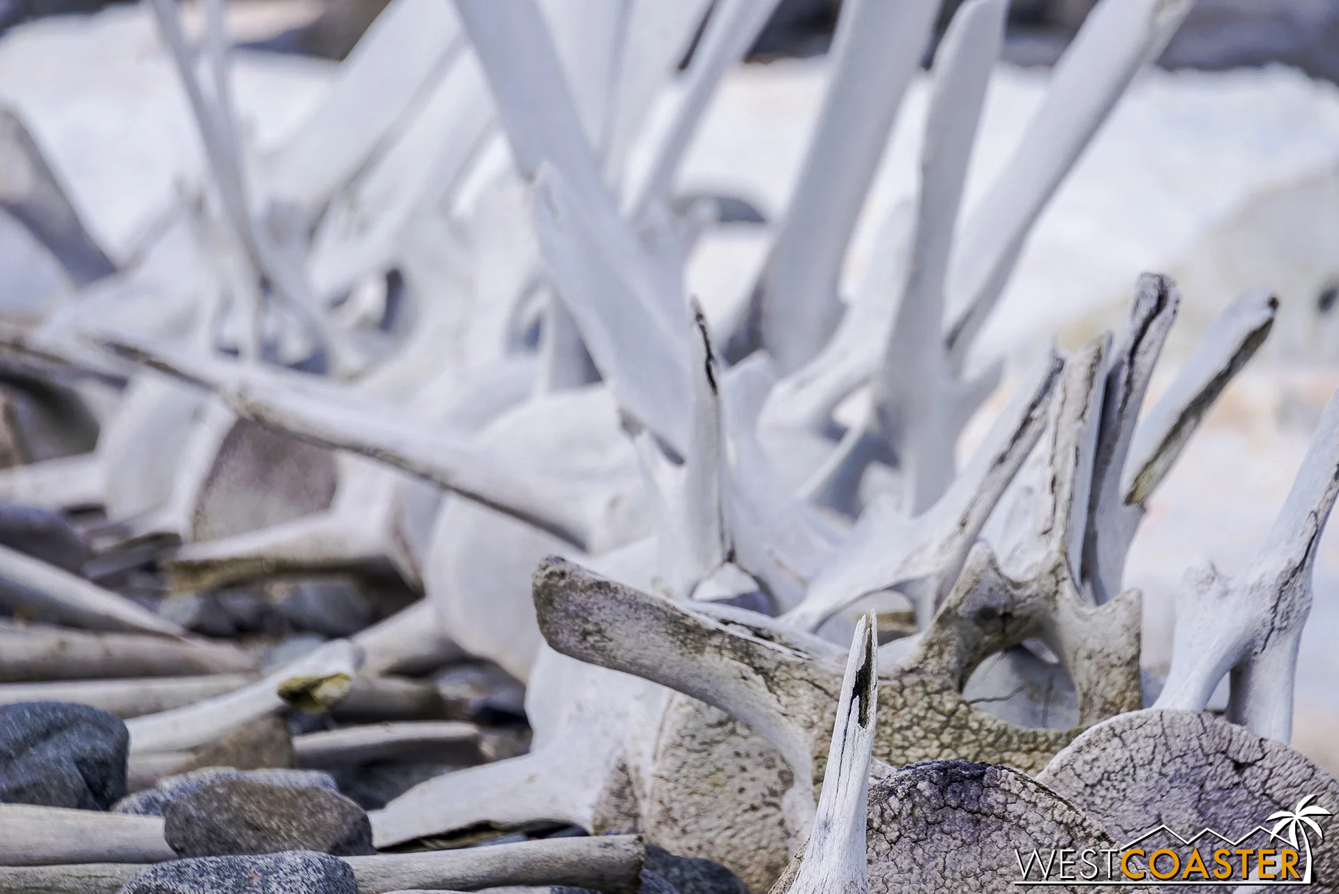 The texture of the bones is kind of hauntingly beautiful.