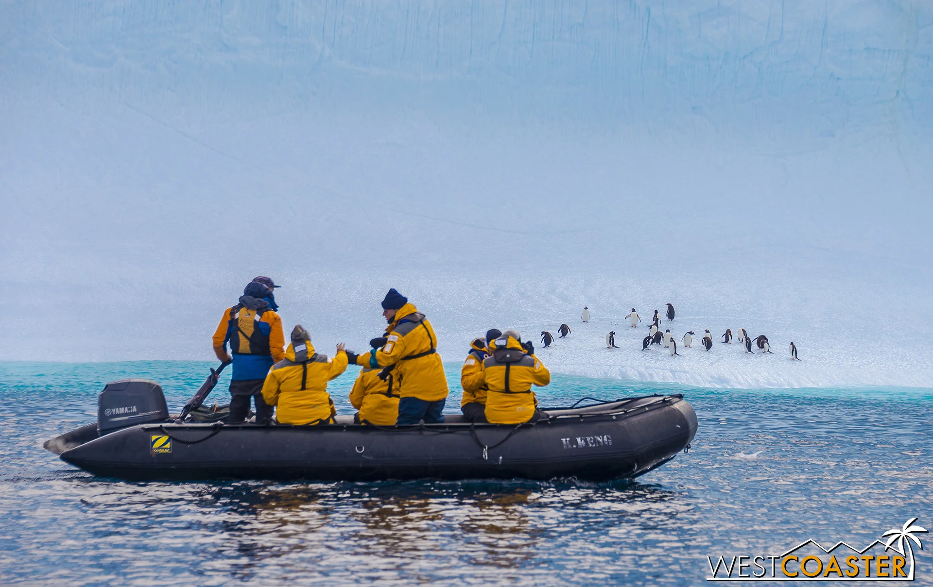 Capturing the peculiar behaviors of penguins on camera.