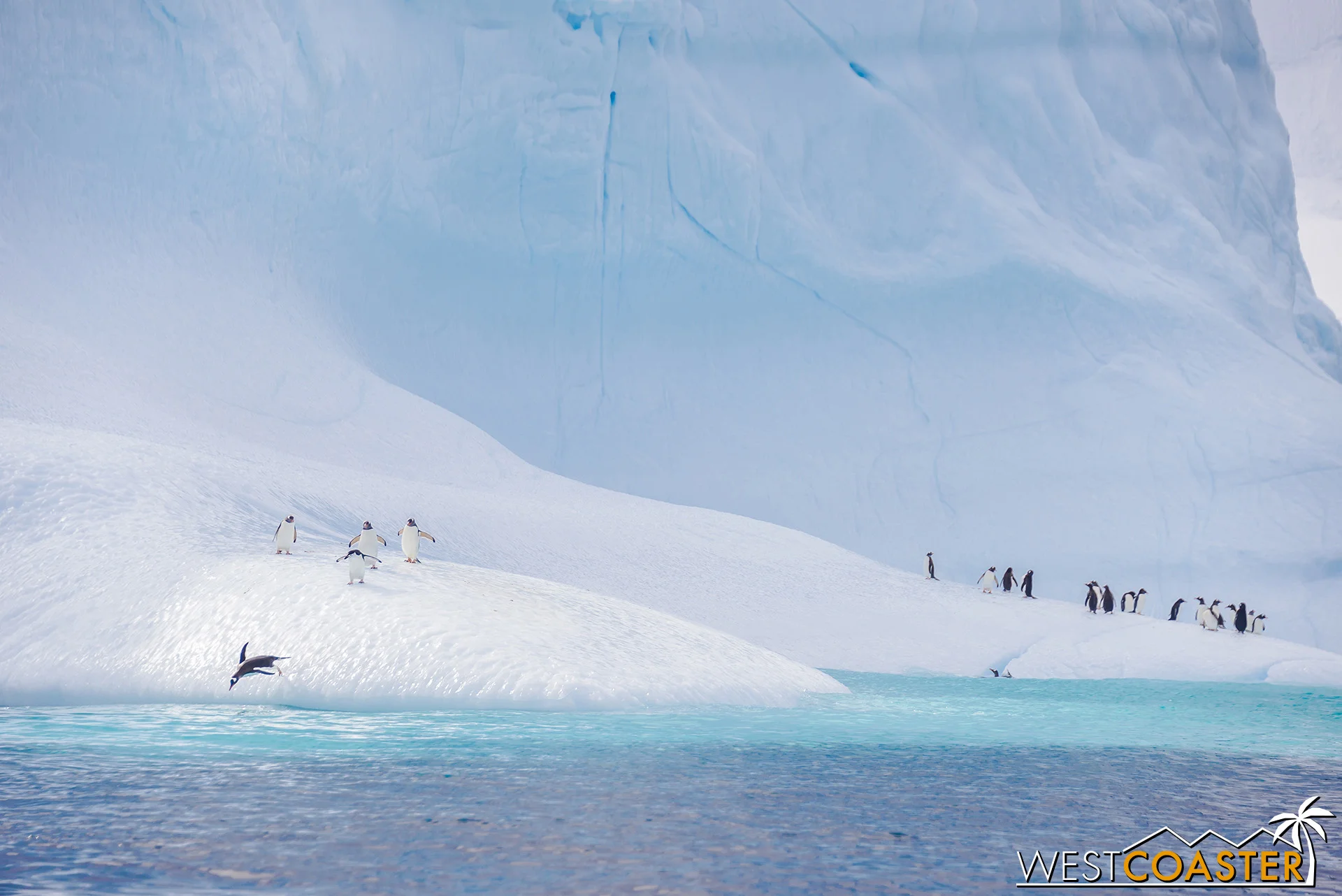 Observing penguins coming in and out of the water.