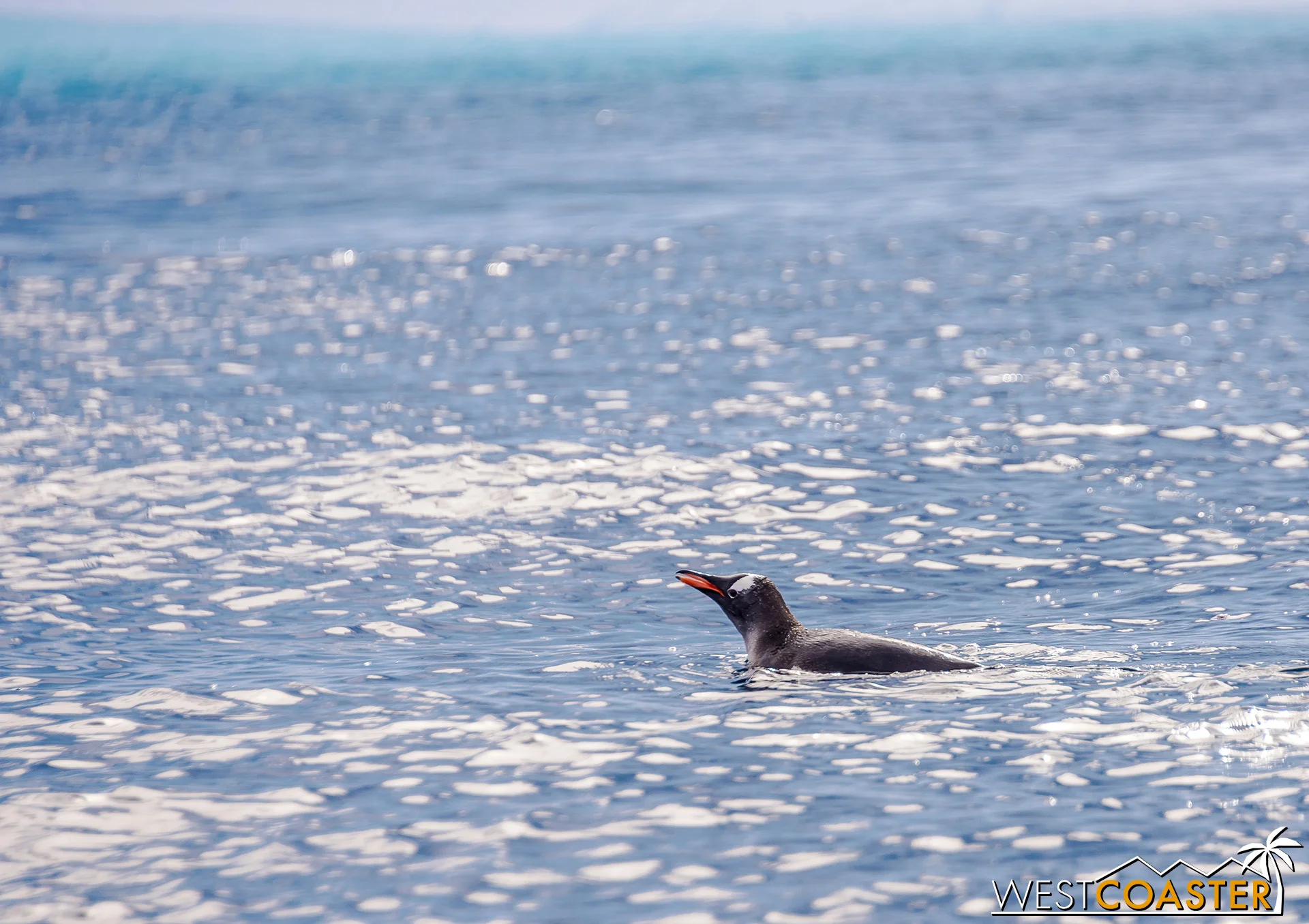 A Gentoo penguin drifting in the water.