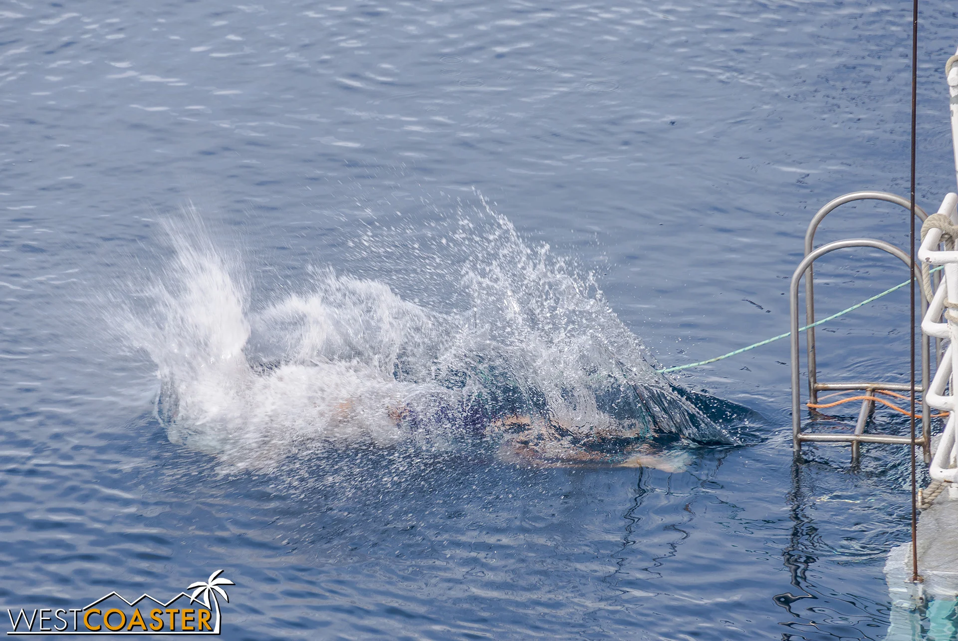 Others smack right into the water with careless and highly hilarious abandon.