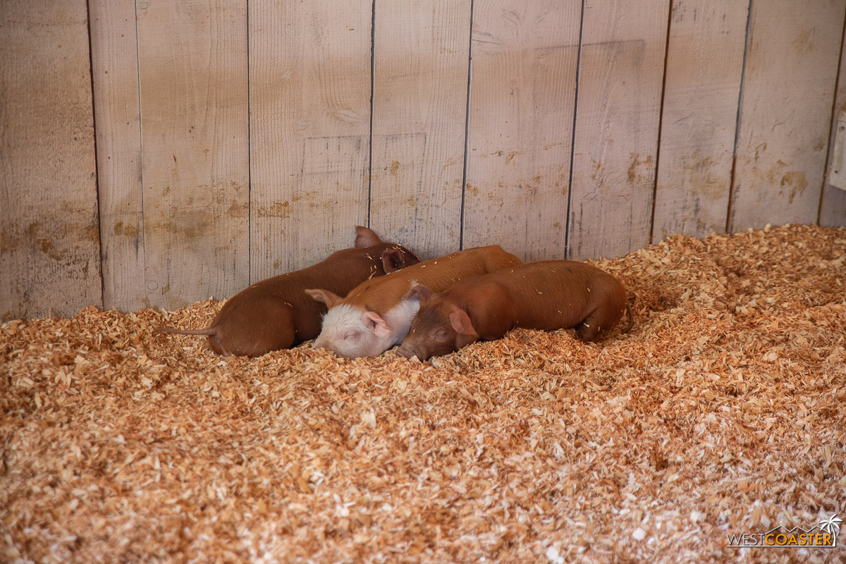 YOU GET TO SEE LIVE BABY BACONS!