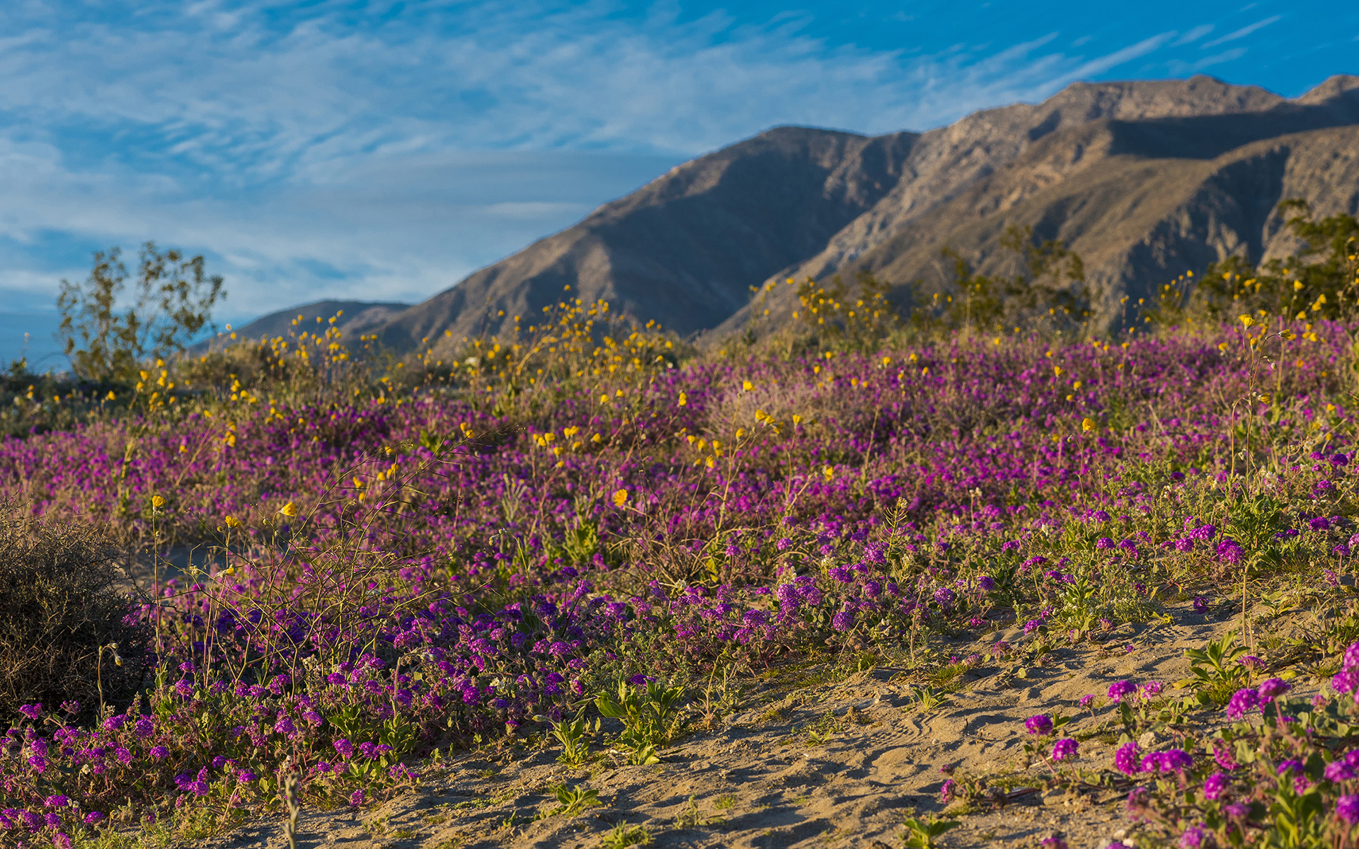 Super Bloom Watch: Will the Rare Desert Wildflower Burst Return in