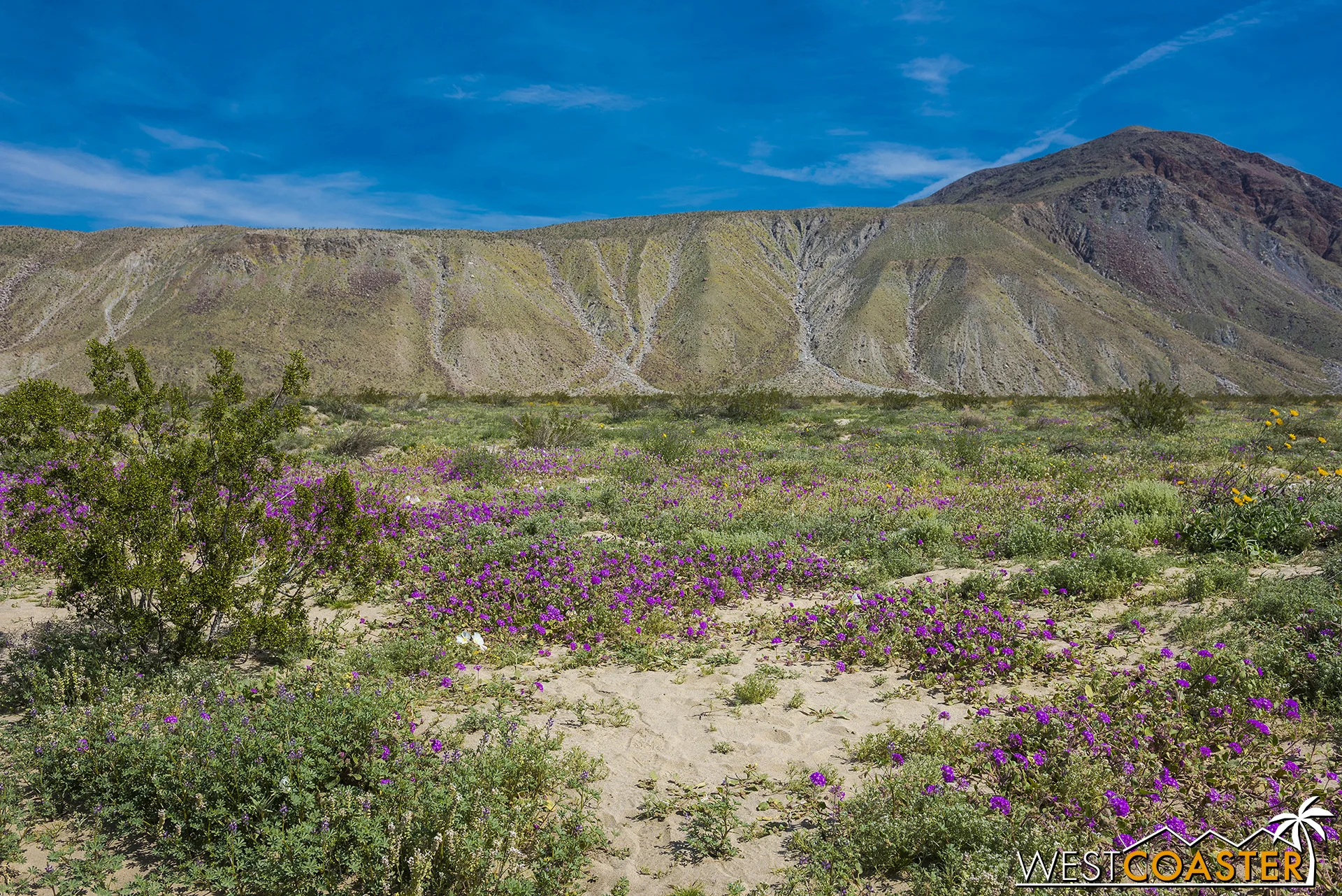 Borrego Springs Super Bloom 2019 — Westcoaster