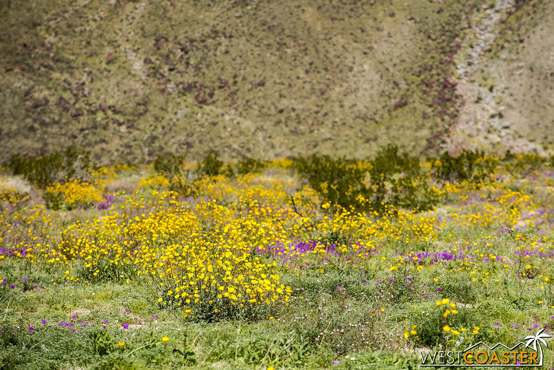 Borrego Springs Super Bloom 2019 — Westcoaster