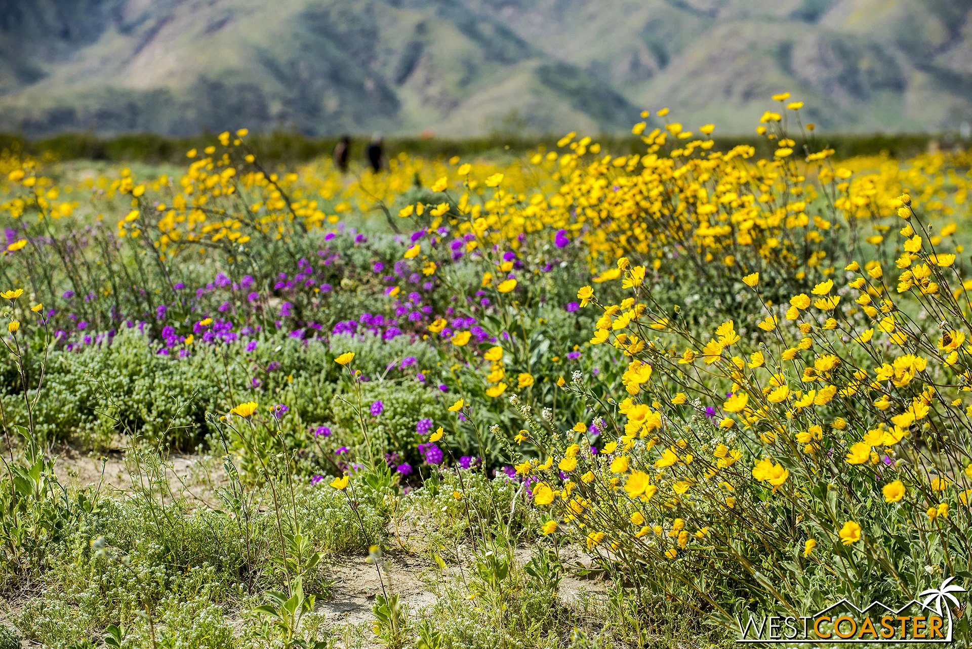 Borrego Springs Super Bloom 2019 — Westcoaster