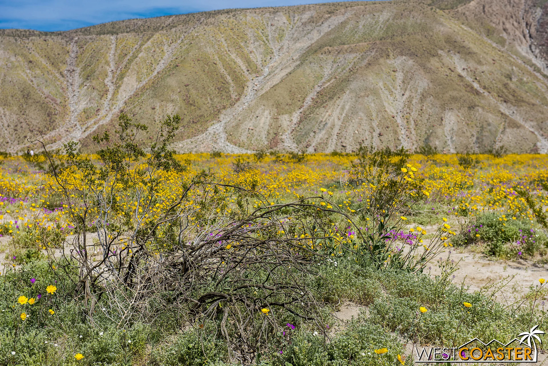 Borrego Springs Super Bloom 2019 — Westcoaster