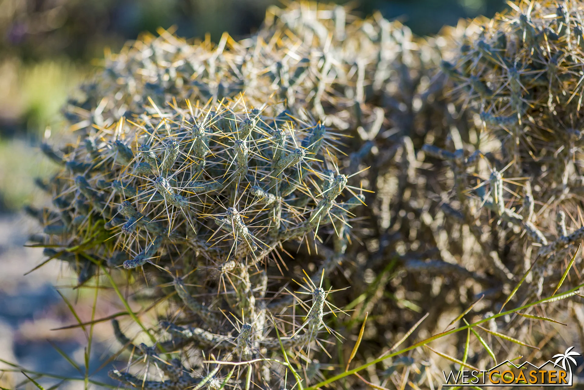 There are also more cacti out here.