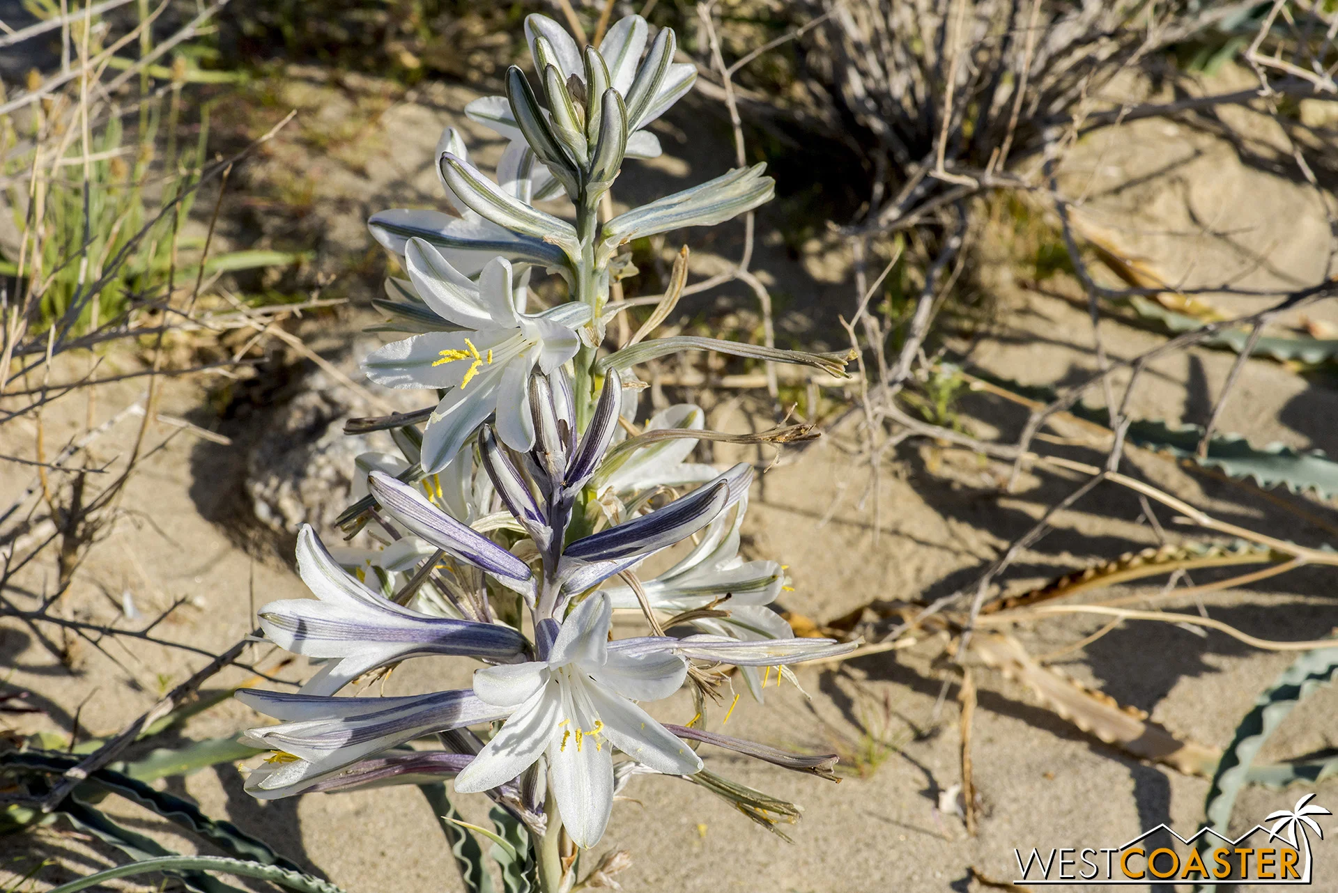 More lilies out here, and more of them blooming too!