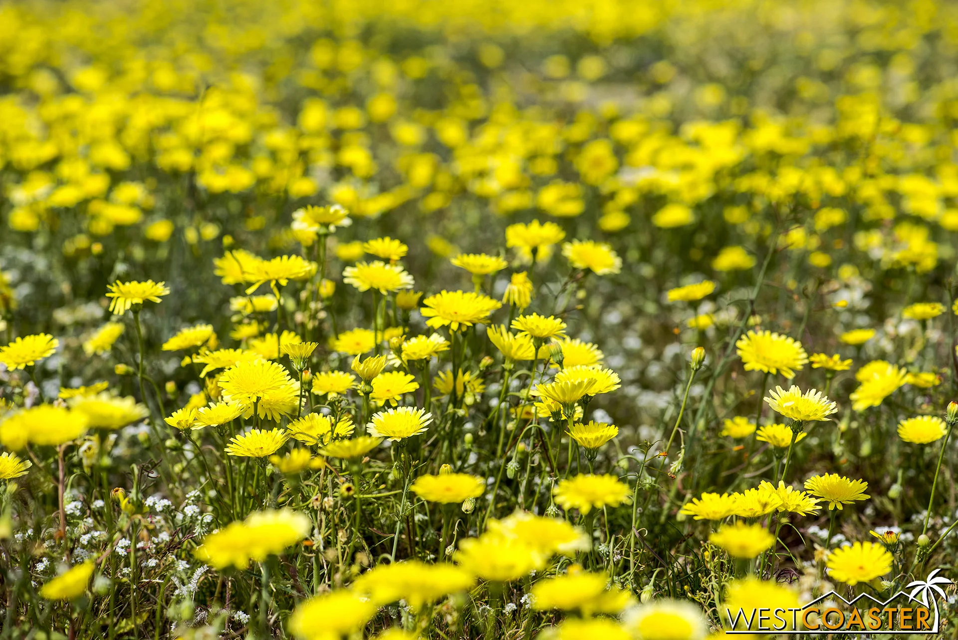 Mostly California dandelion here.