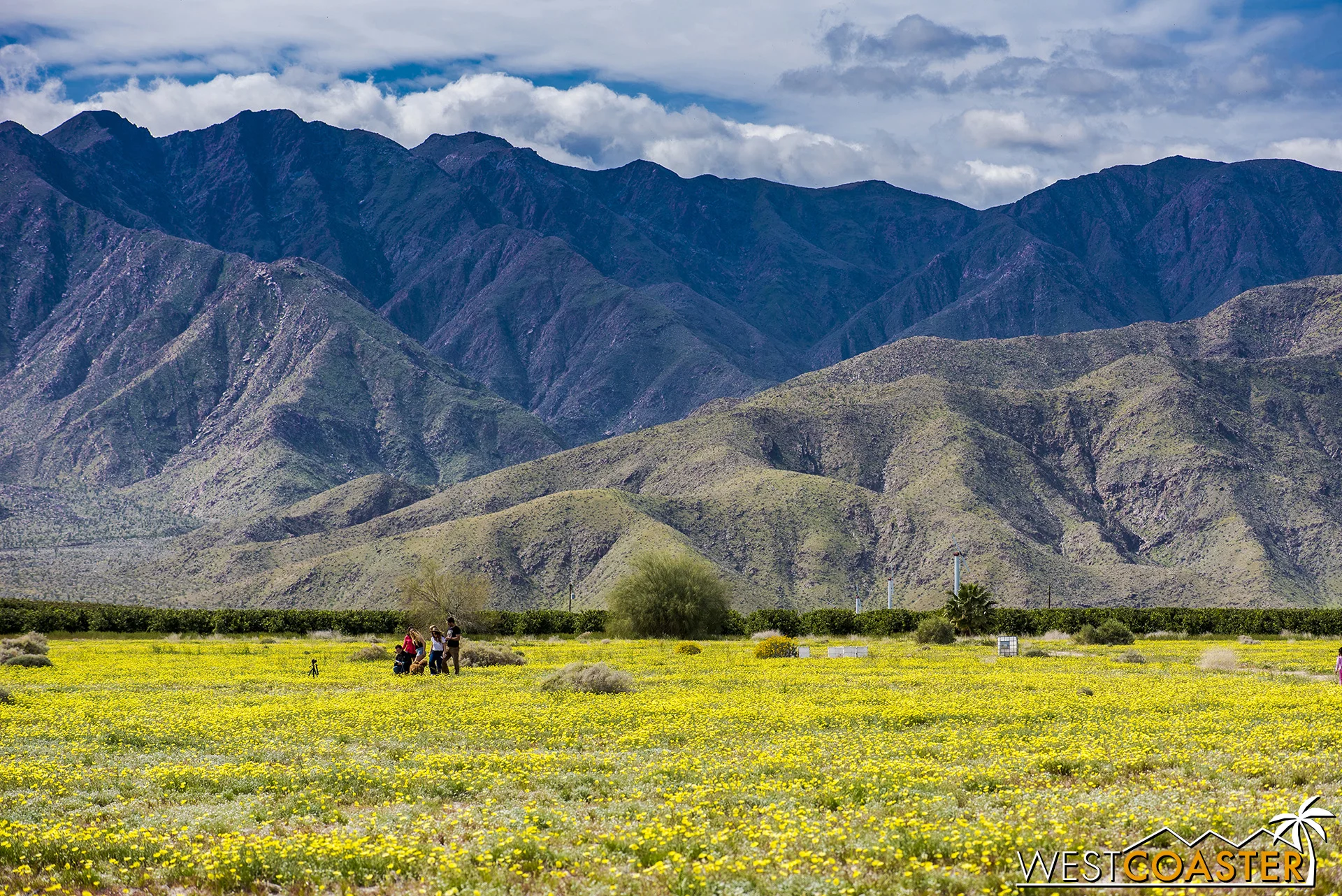 The flower field south of the end of DiGiorgio Road.