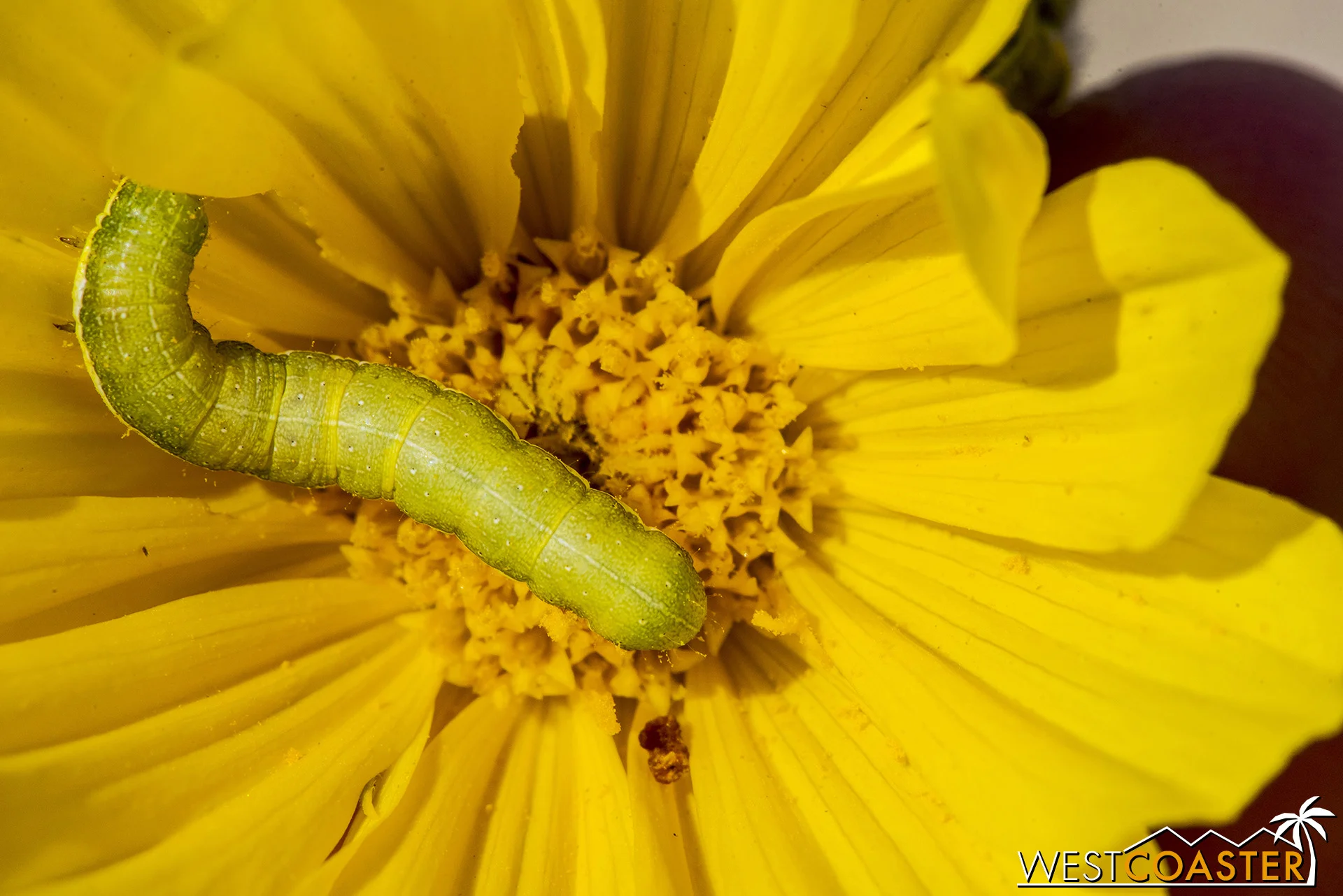A tiny caterpillar up close on a flower.