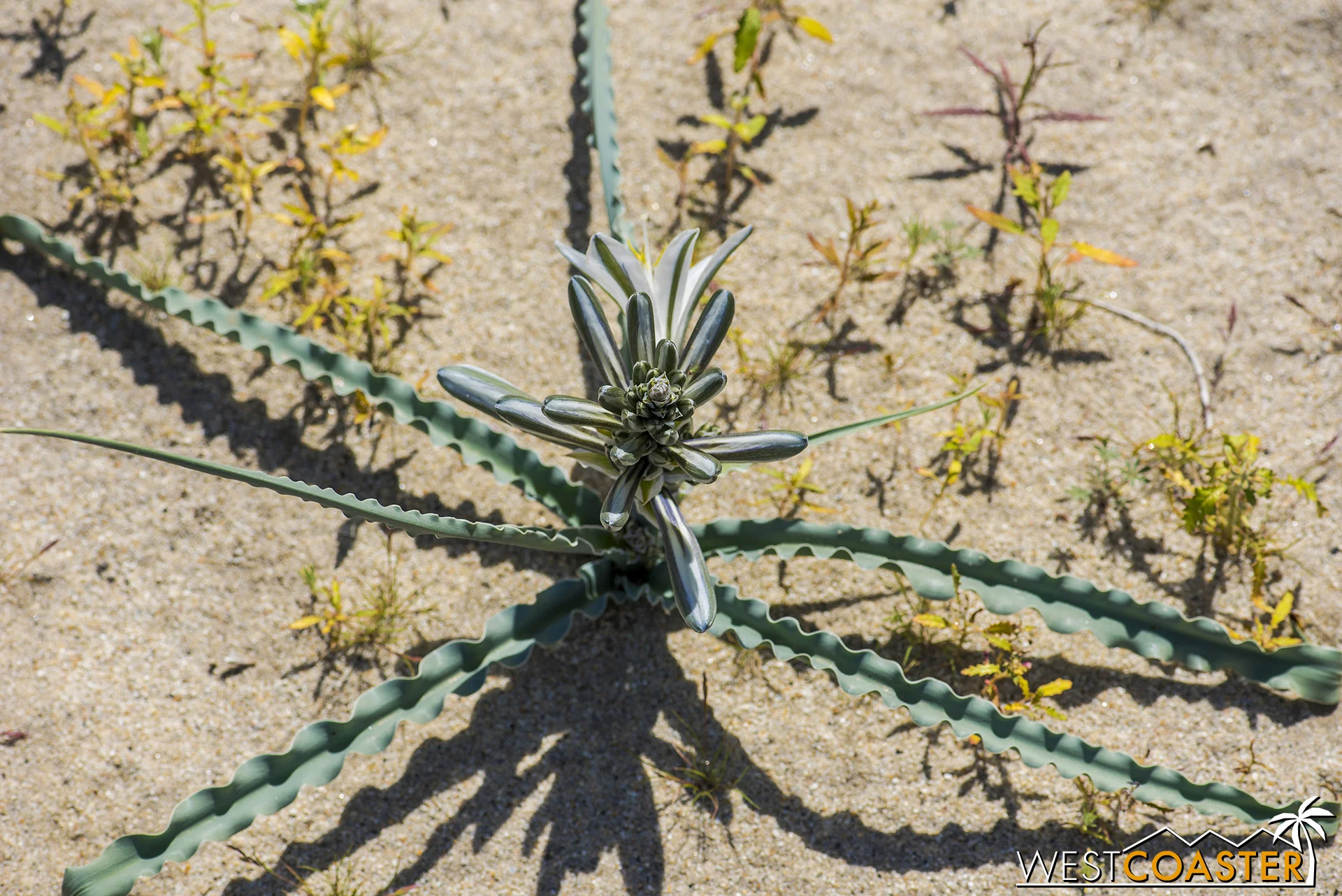 So are desert lilies in various states of bloom.