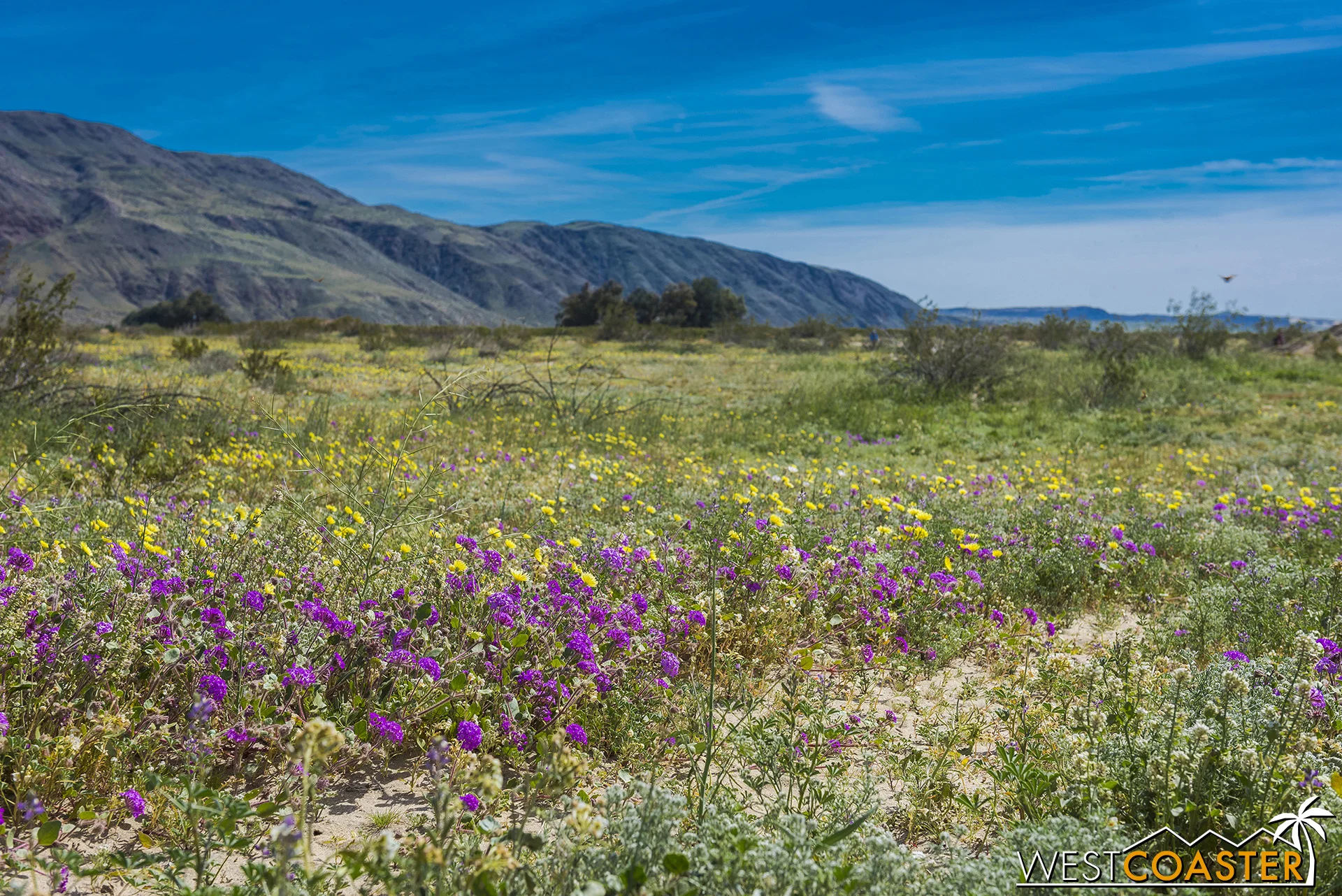 The flower fields north of the end of DiGiorgio Road are bursting with Laker pride right now (about the only local organisms currently proud of the team; what’s that, a sportsball reference on Westcoaster? yeah, just made one…).