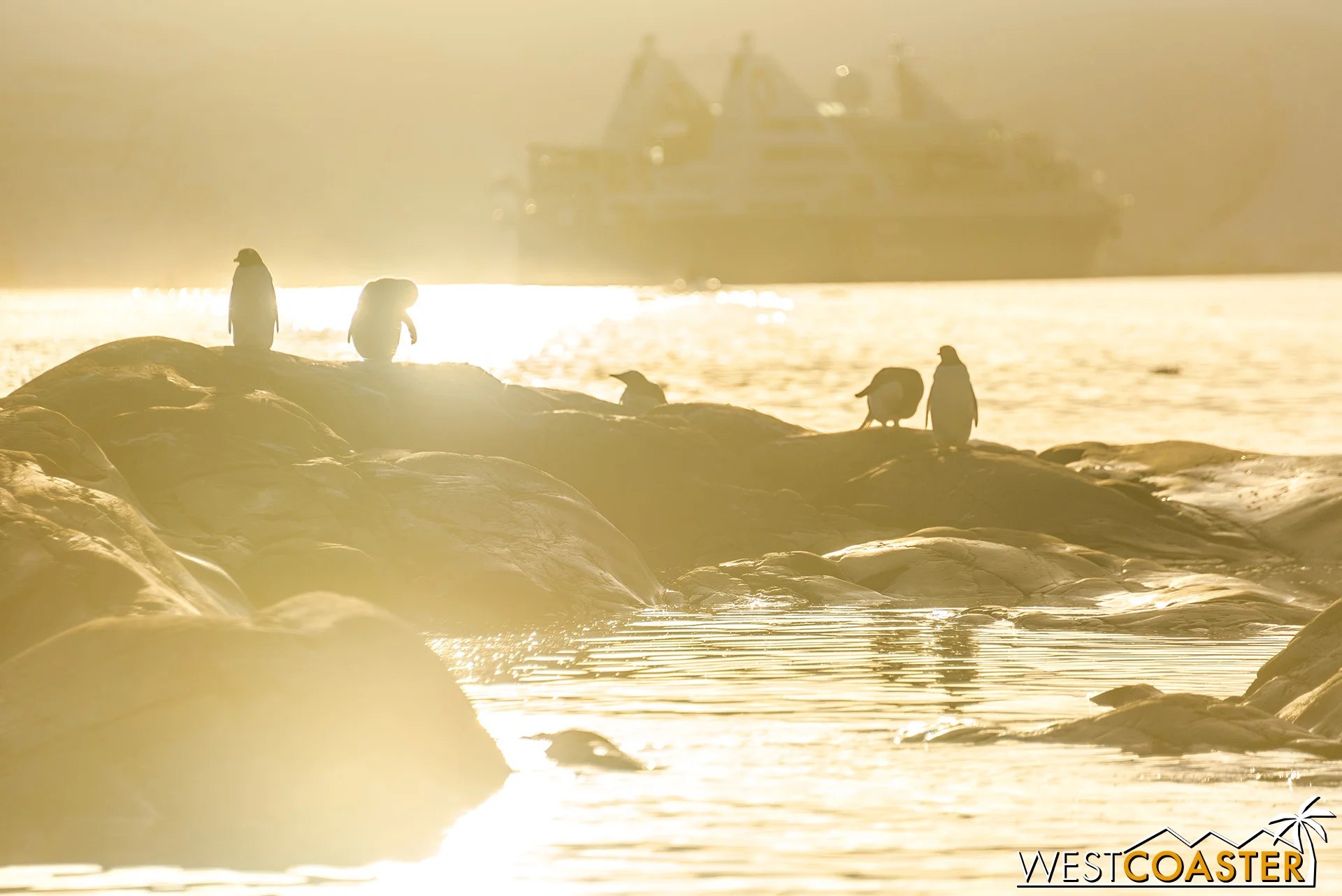 Penguins soak up the afternoon sun in Leith Cove.