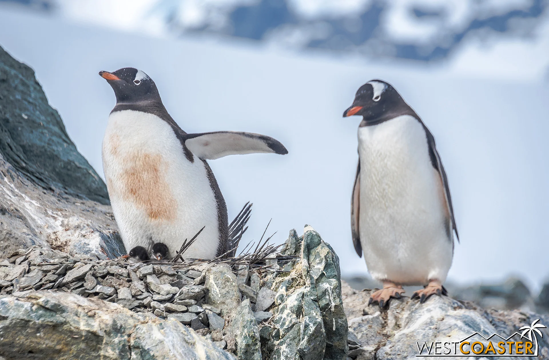 Penguins and penguin chicks on Danco Island.