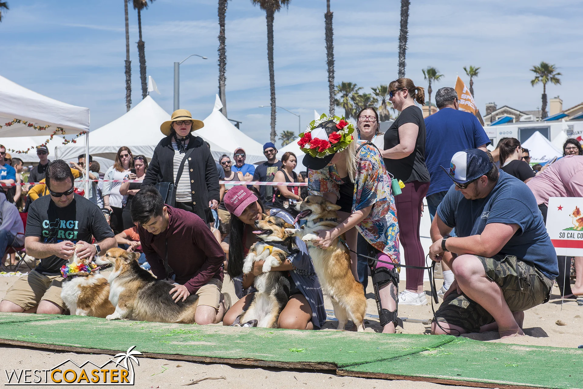 Need to pass time? Just Corgi-dance to “Uptown Funk!”