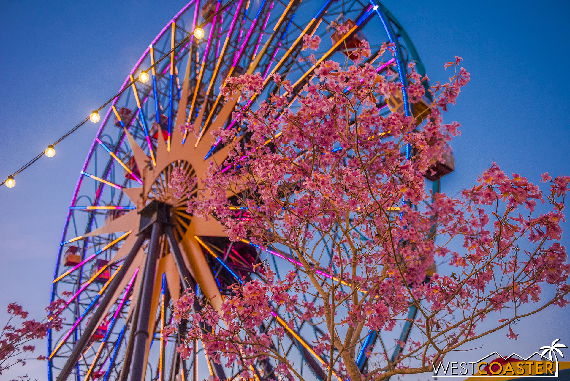  I think a lot of people conjure up Main Street’s The Hub and Buena Vista Street as locations of Disney tabebuia trees, but Pixar Pier has them too! 