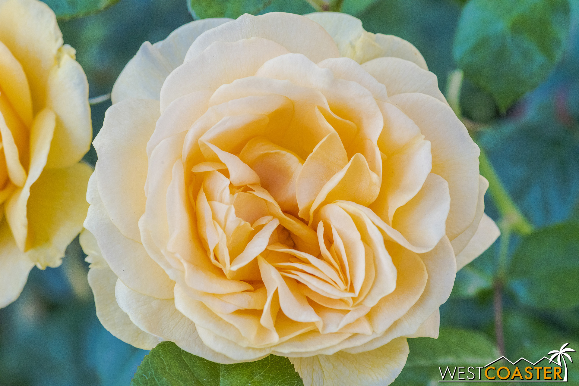  And at Buena Vista Street, near the park entrance, these orange roses have bloomed in nicely as well. 