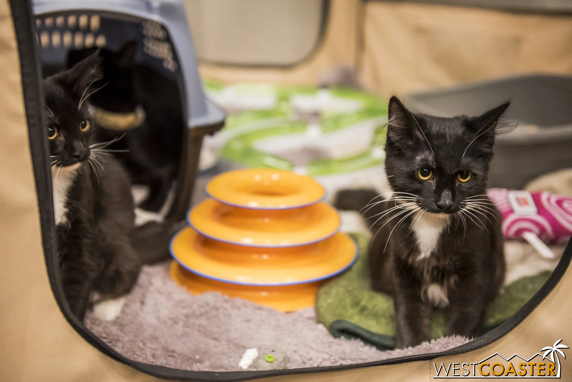 Yes, there were black cats.