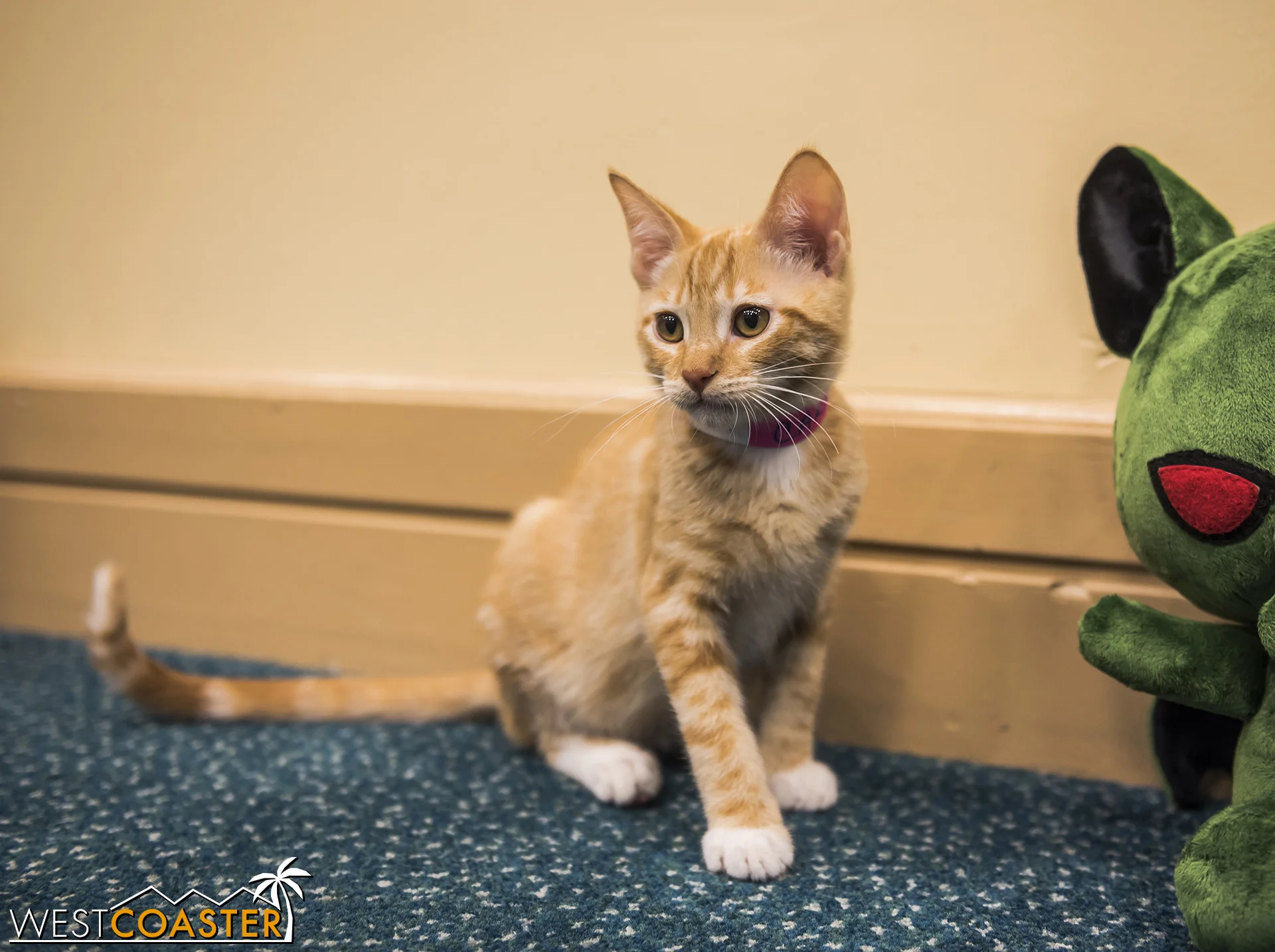 I’m not a cat guy, but these guys were pretty cute.